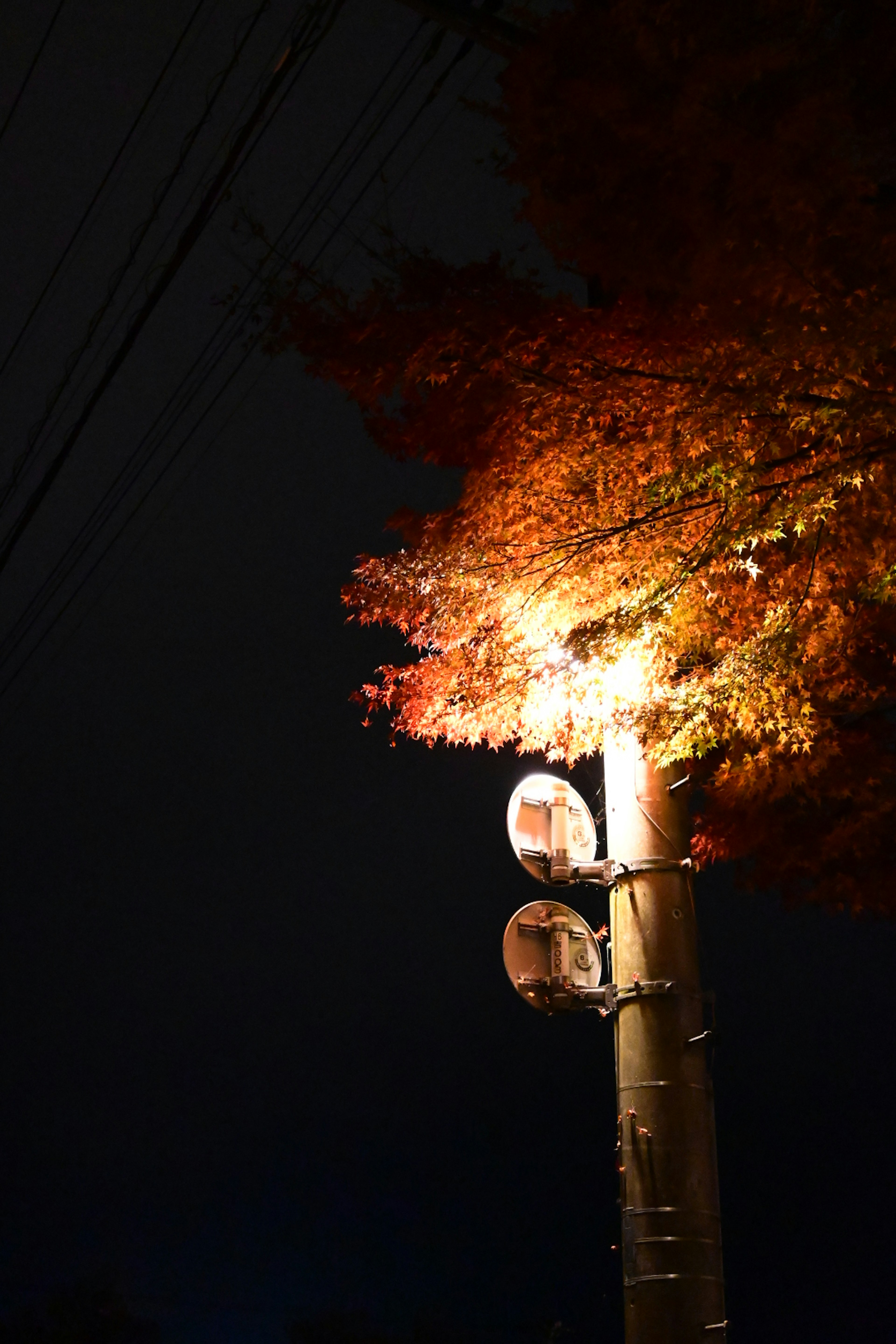 Photo de feuilles d'automne illuminées et d'un poteau électrique la nuit