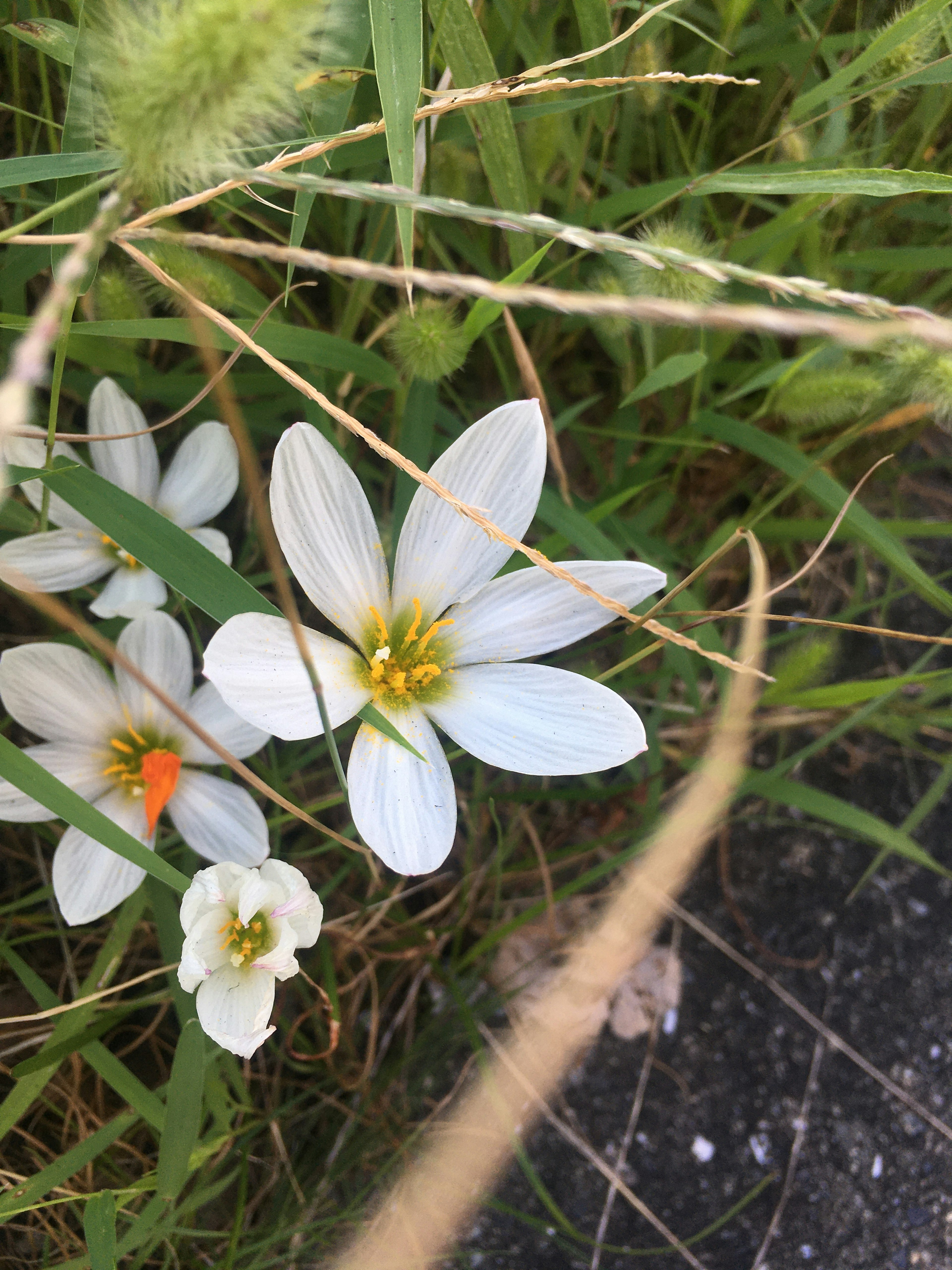 Bunga putih mekar di antara rumput hijau