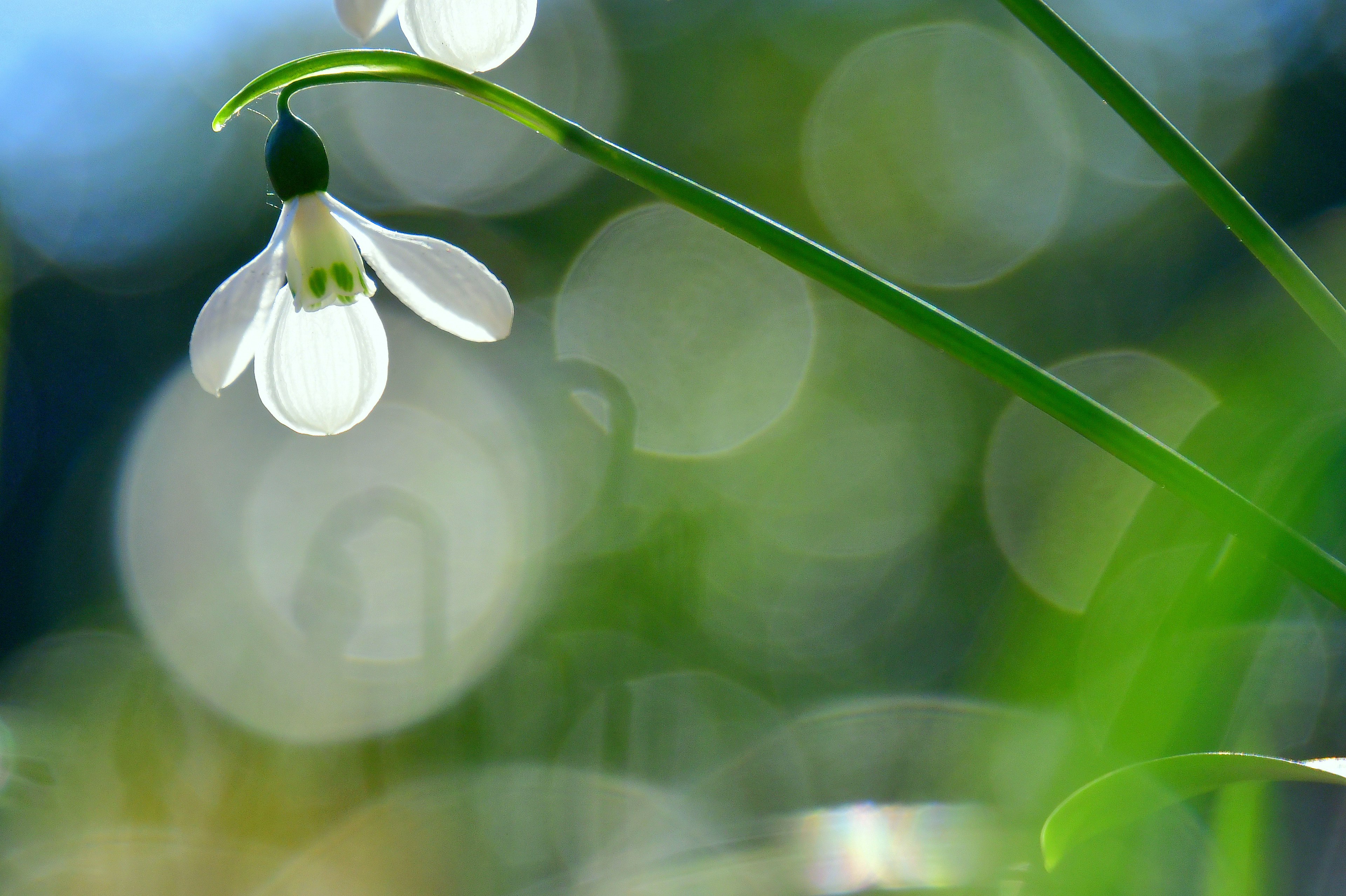 白いスノードロップの花が緑の茎から垂れ下がる背景にぼんやりした緑の円が浮かぶ