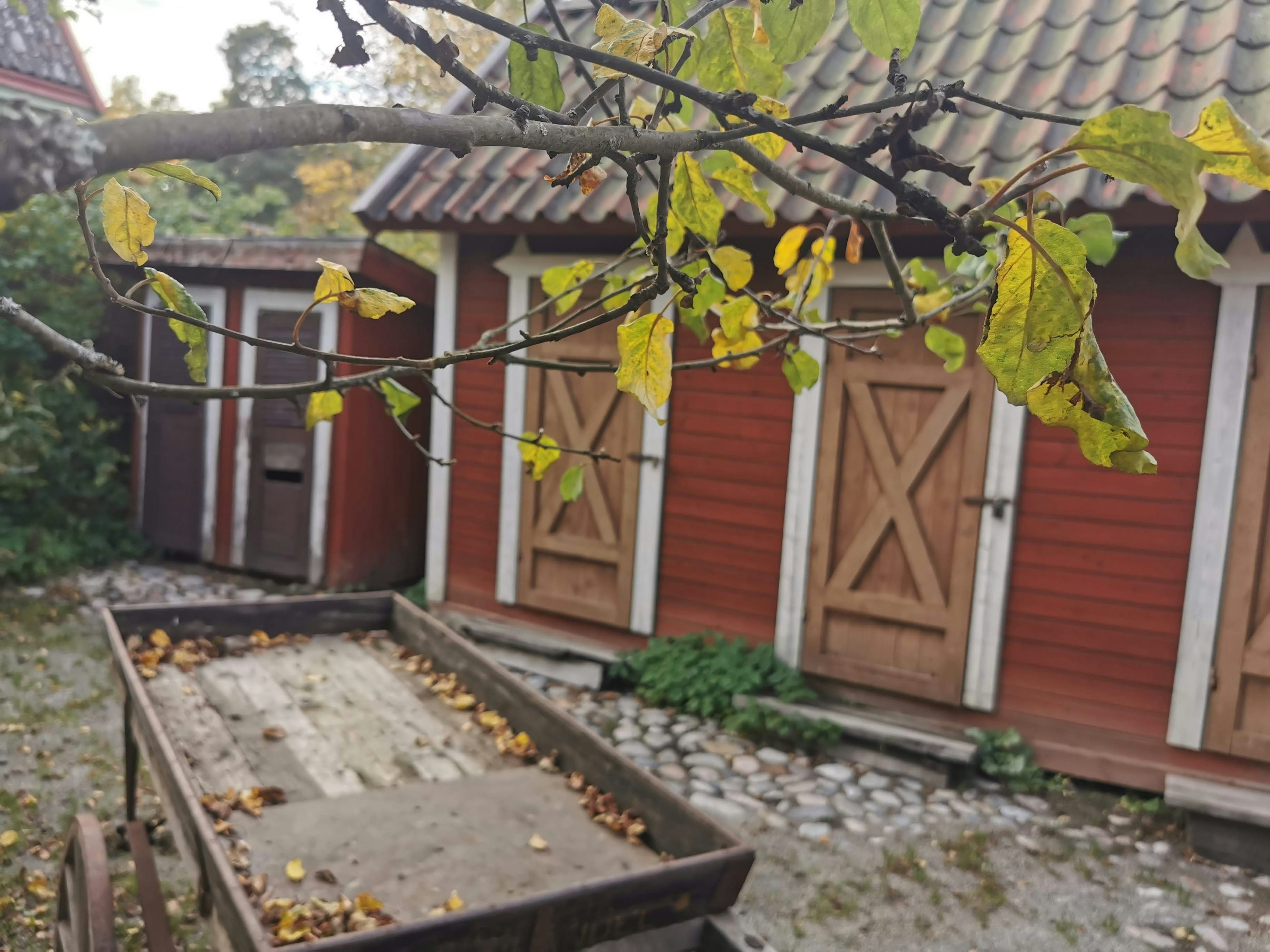 Red wooden sheds with autumn leaves on a branch