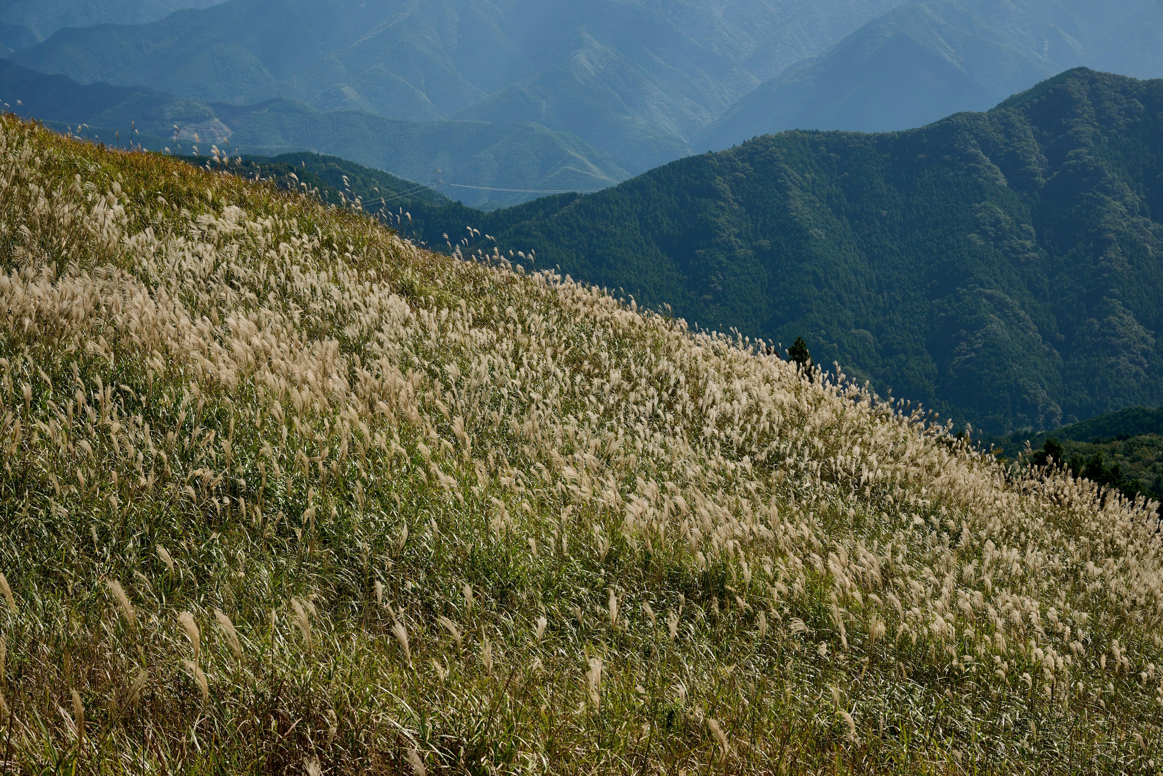 一片覆蓋著綠色和金色草坪的山坡，遠處有山脈