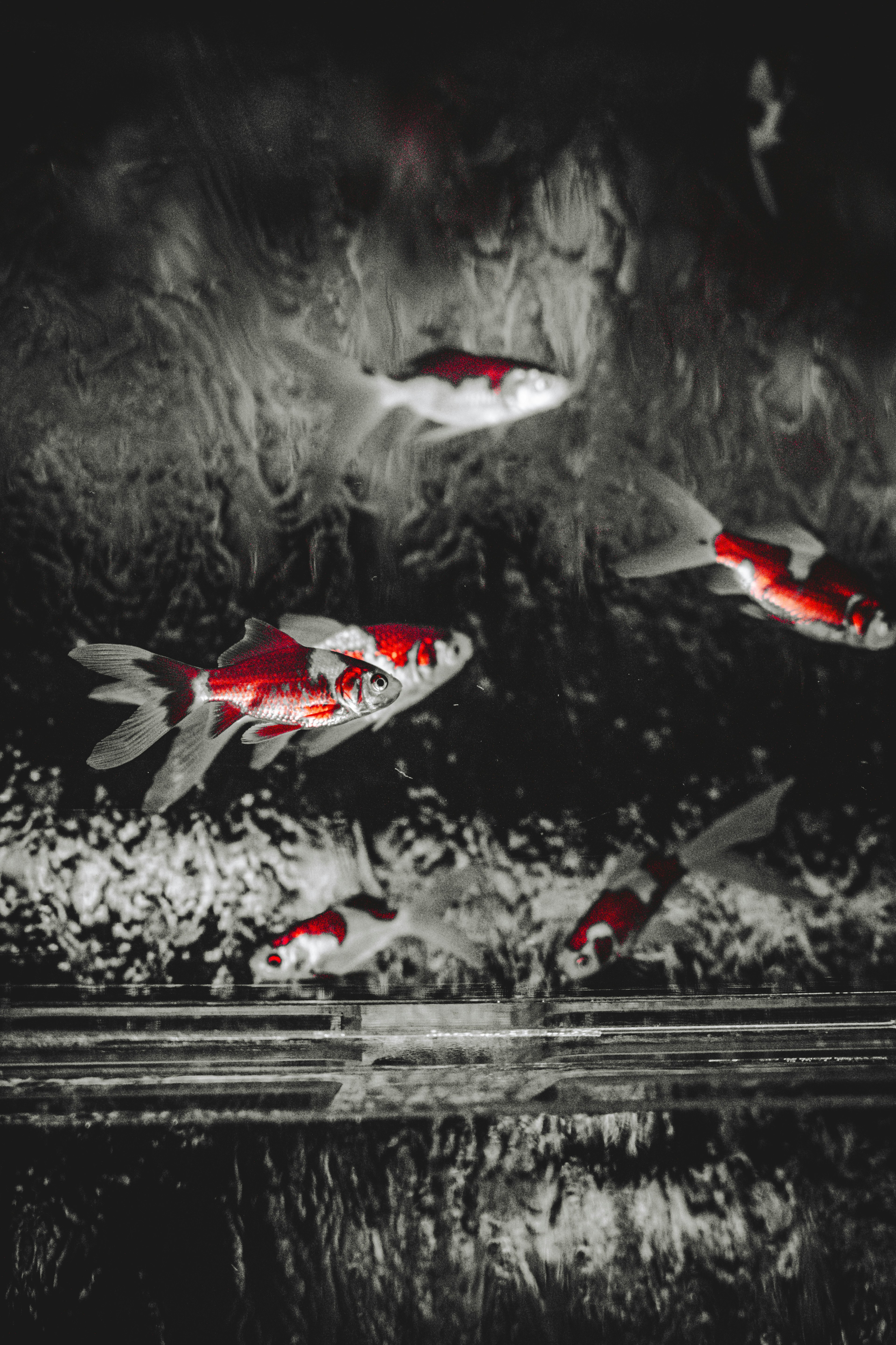 A group of red and white koi fish swimming beneath the water surface against a dark background