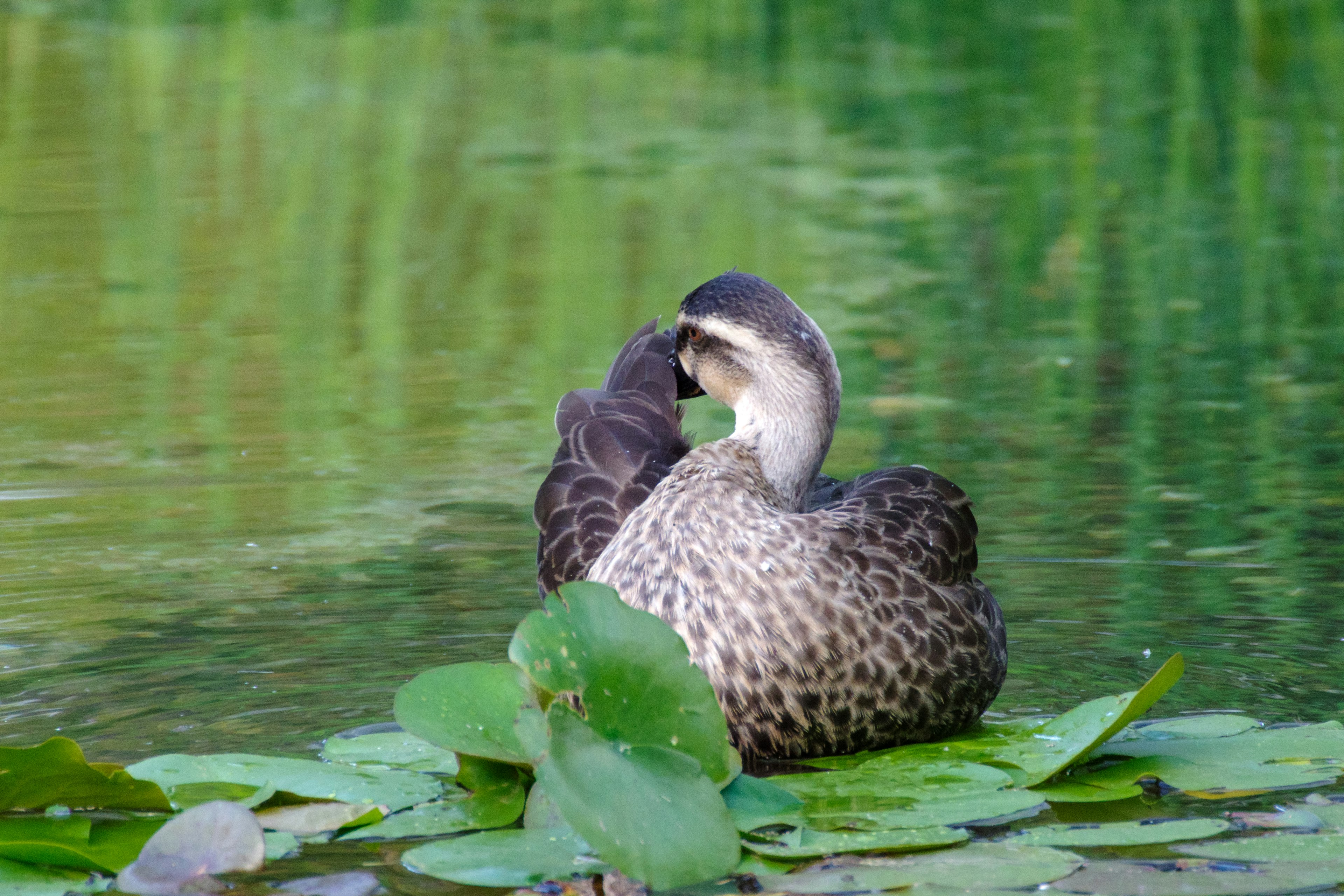 Seekor bebek beristirahat di atas daun teratai di air tenang