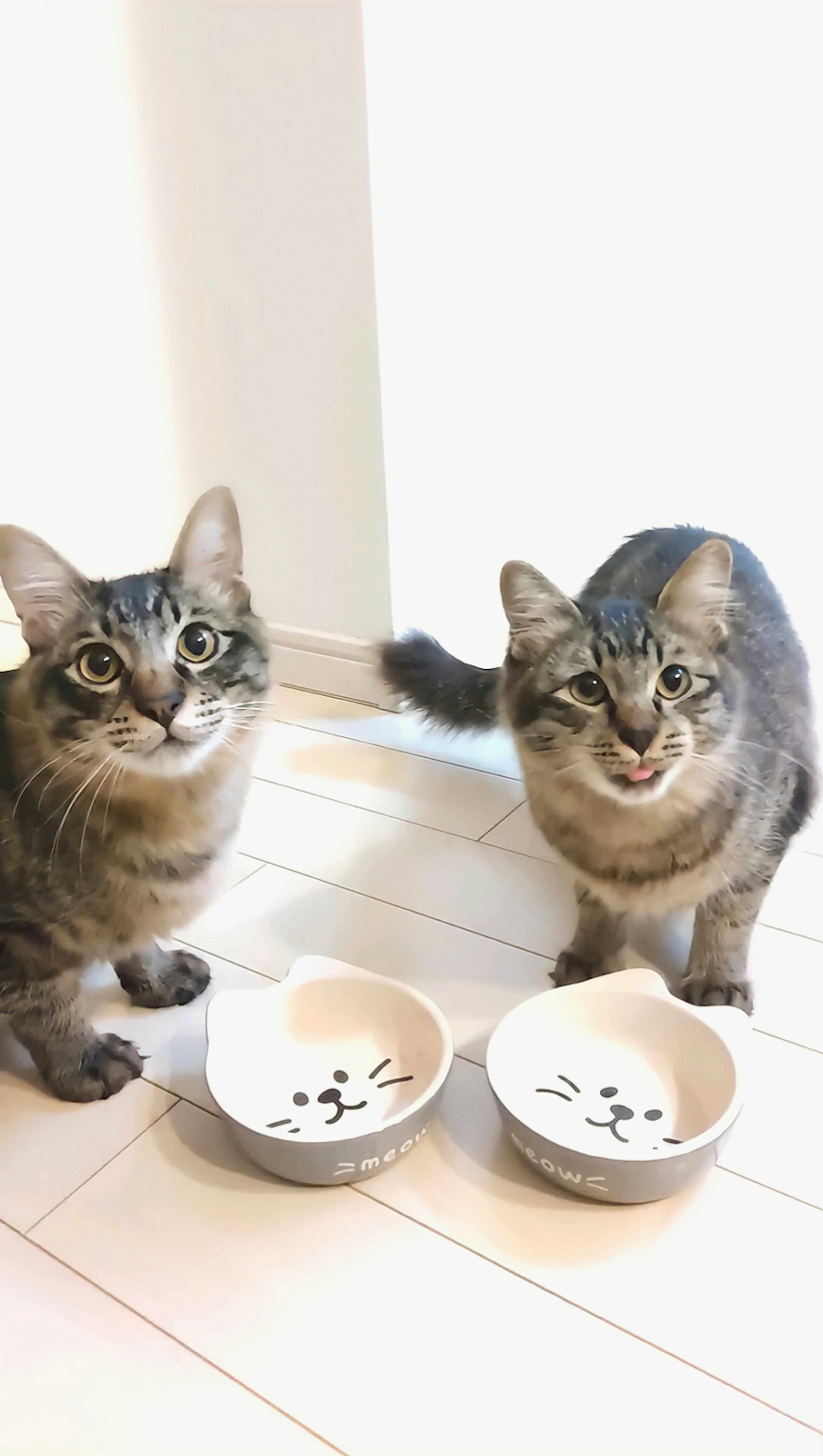 Dua kucing duduk di depan mangkuk makanan mereka