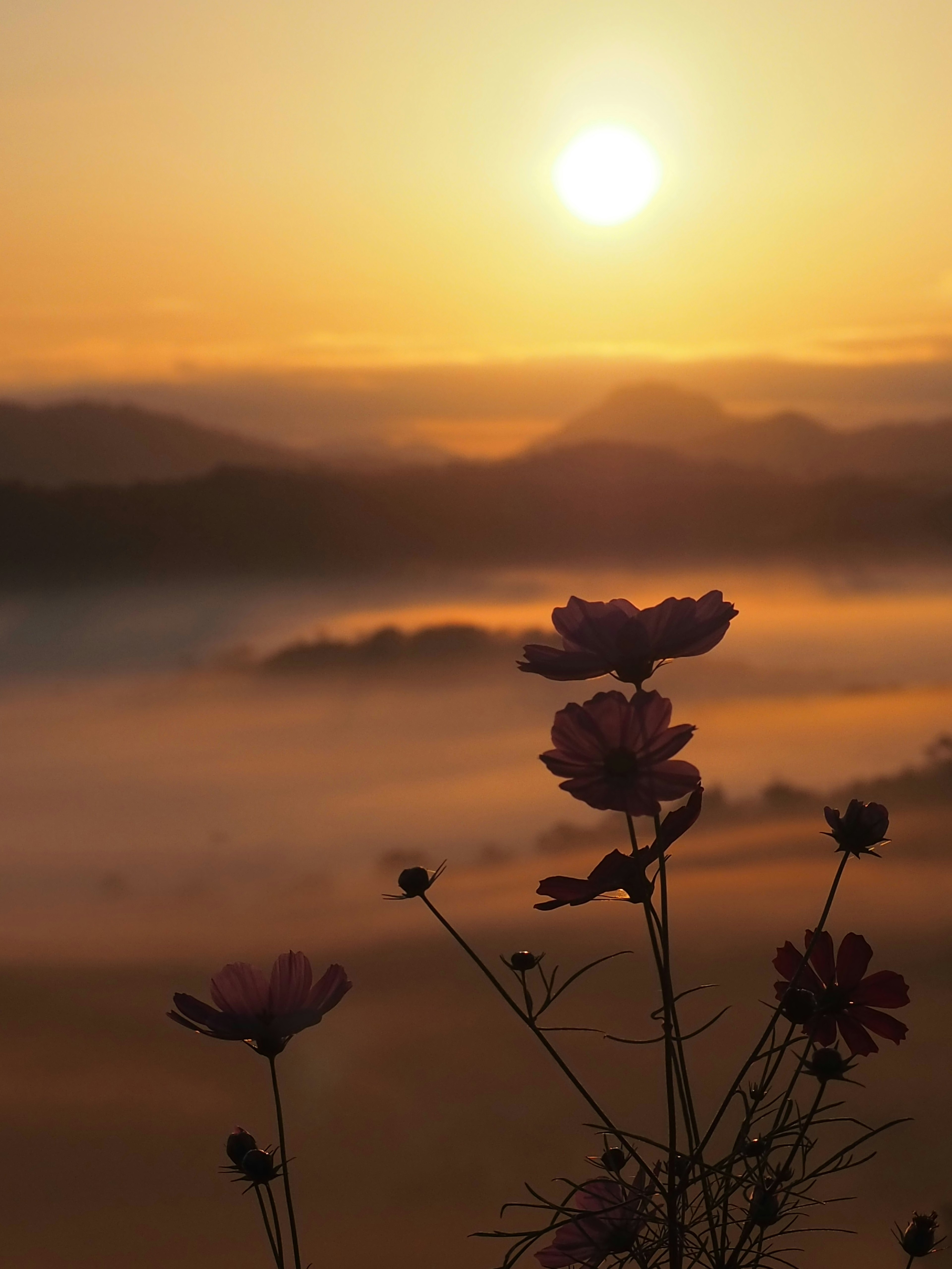 Fiori di cosmos che fioriscono all'alba con un paesaggio nebbioso