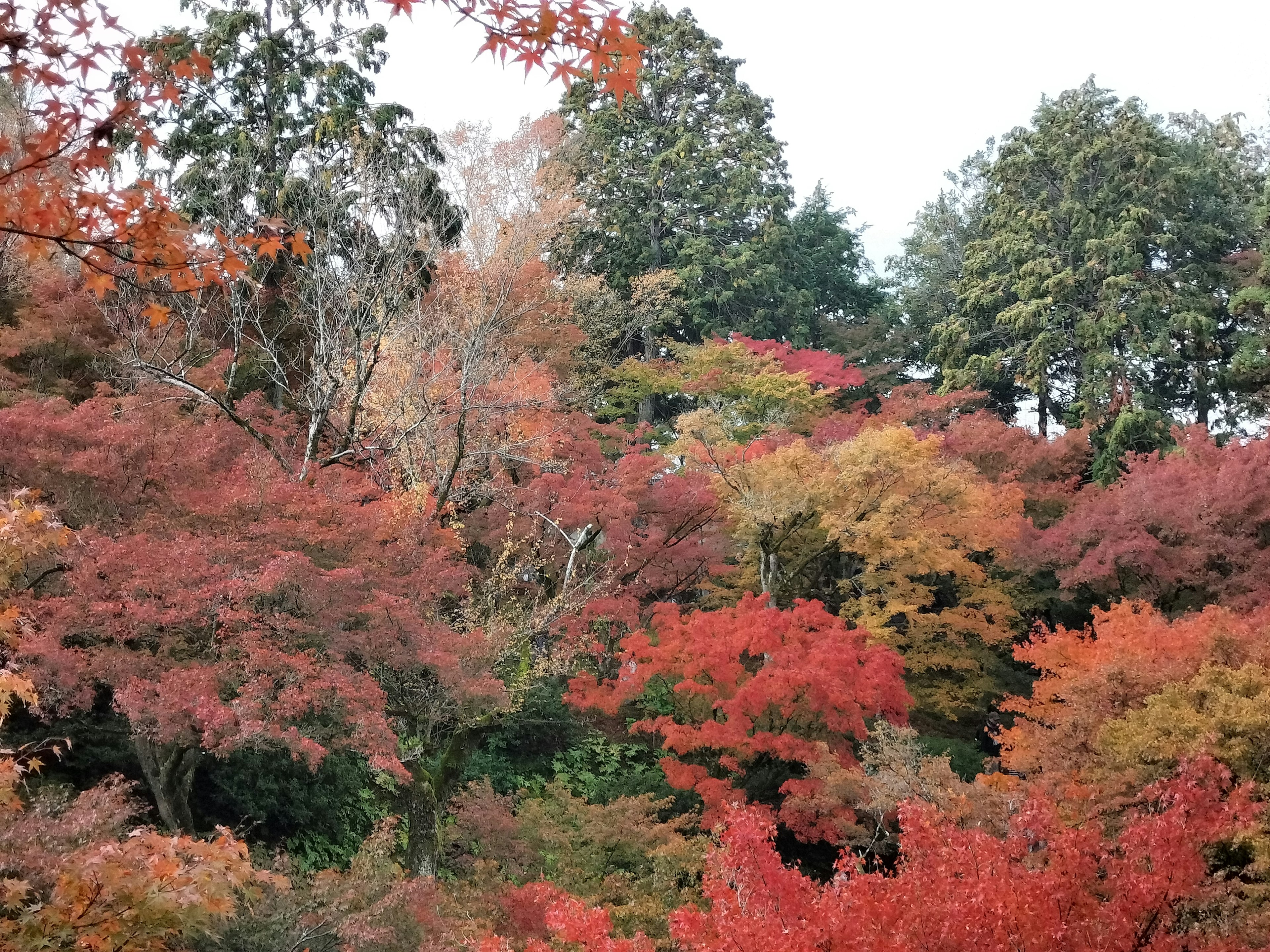 ใบไม้ฤดูใบไม้ร่วงที่มีสีสันสดใสกับใบสีแดงและสีส้ม