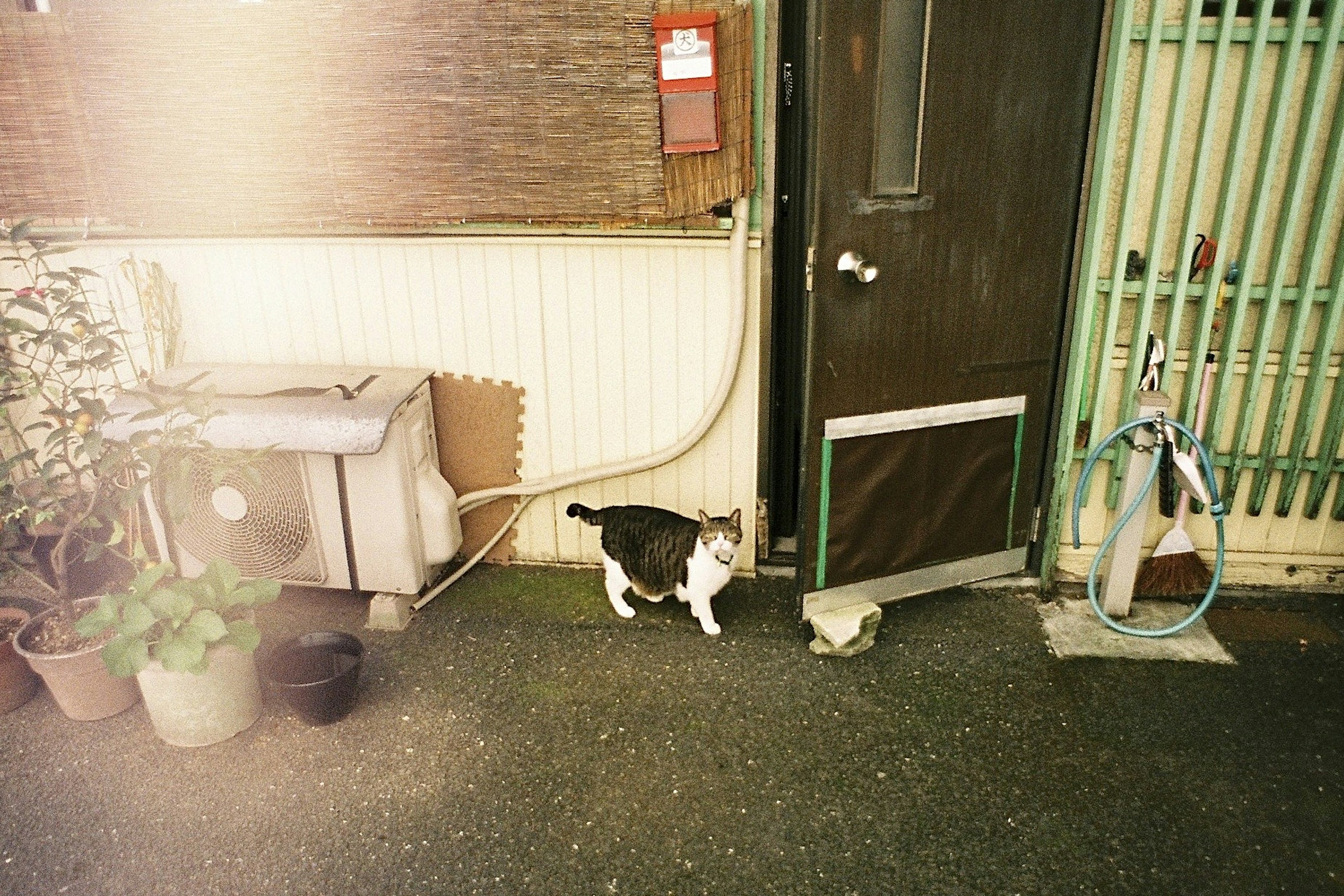 Un gato caminando frente a una puerta con plantas y equipo al fondo