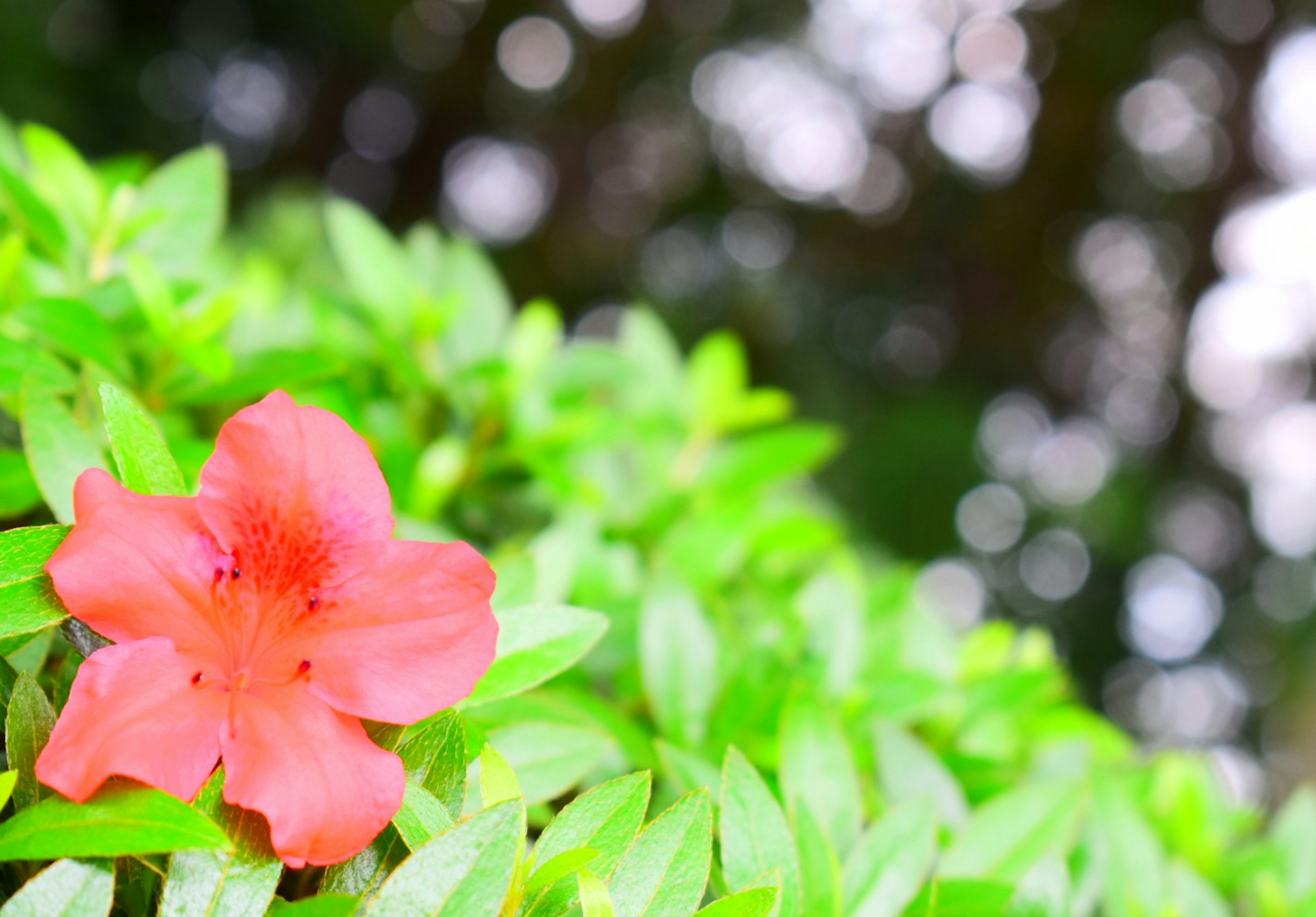 A vibrant pink flower blooming among lush green leaves