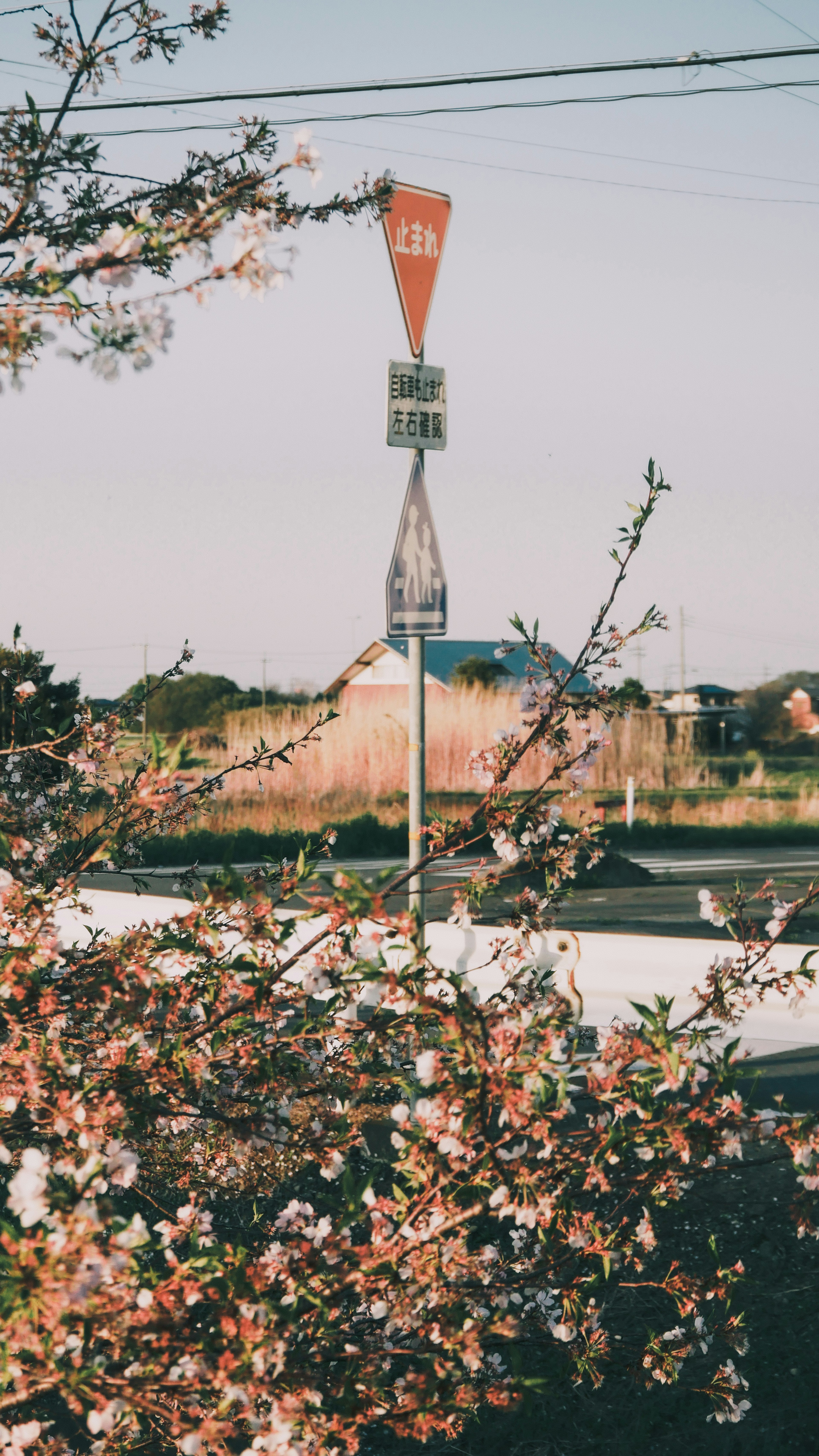 Traffic sign surrounded by blooming cherry blossoms