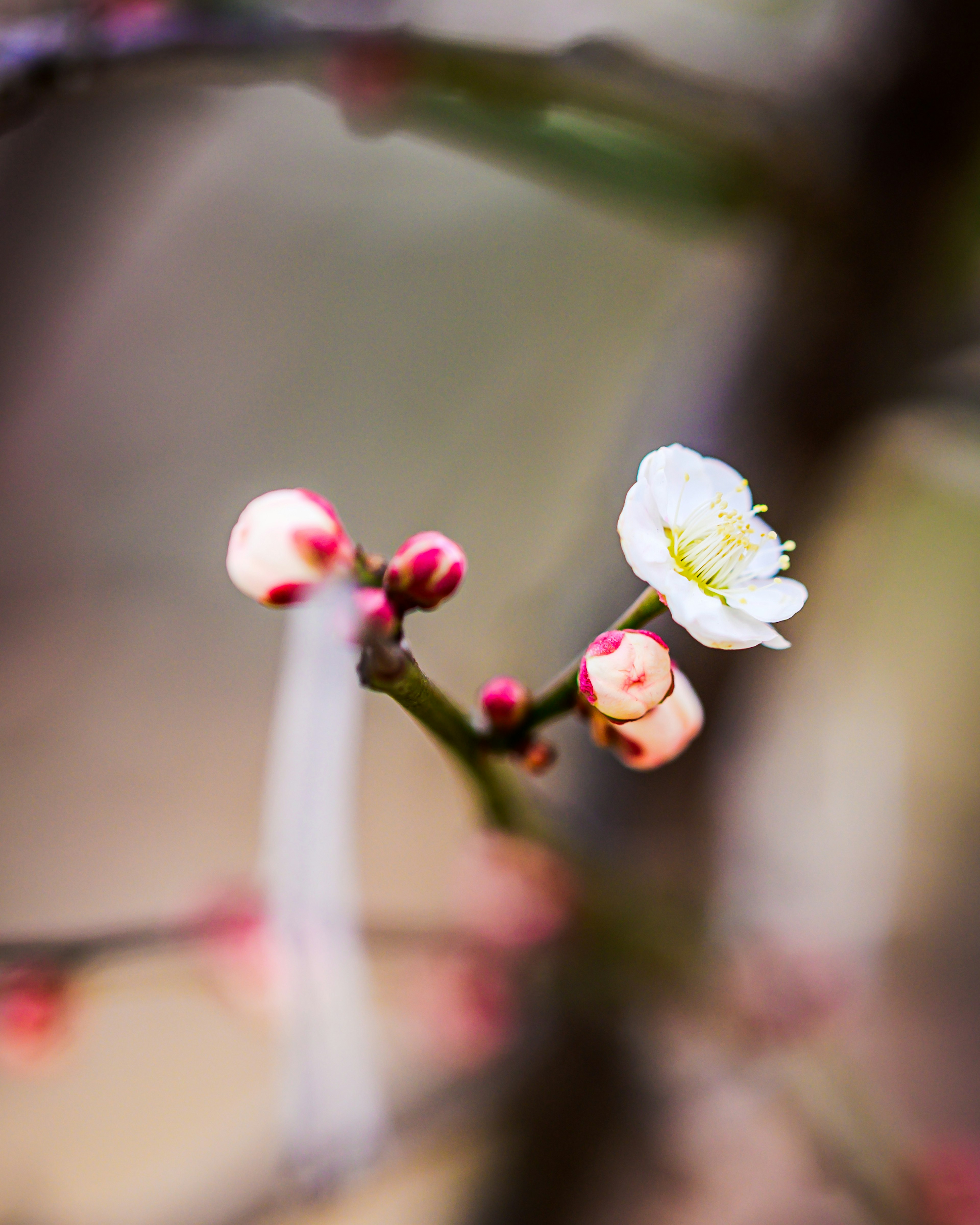 Gros plan d'une branche de prunier avec une fleur blanche et des boutons roses