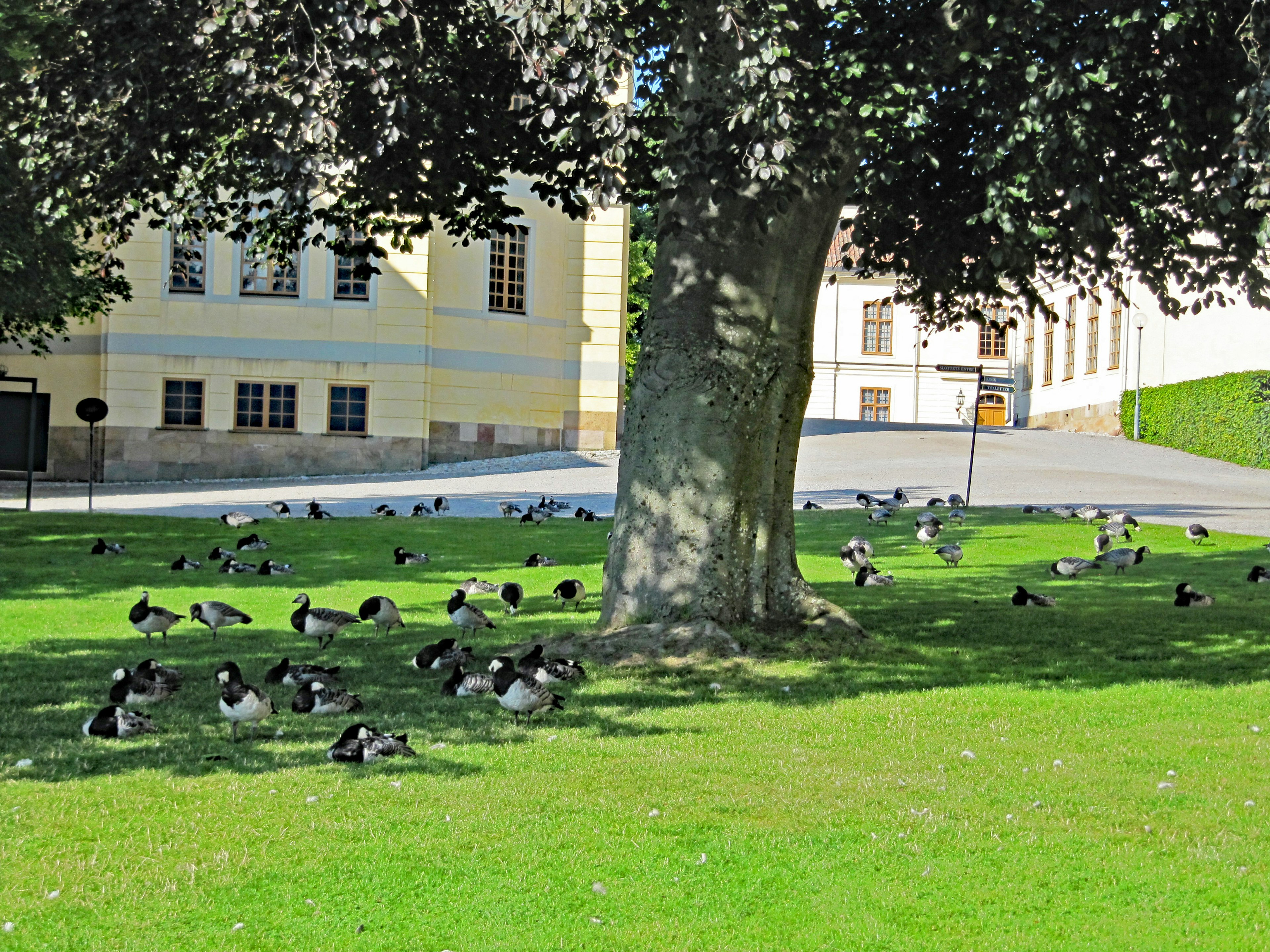 Numerous seagulls gathered on green grass under a large tree