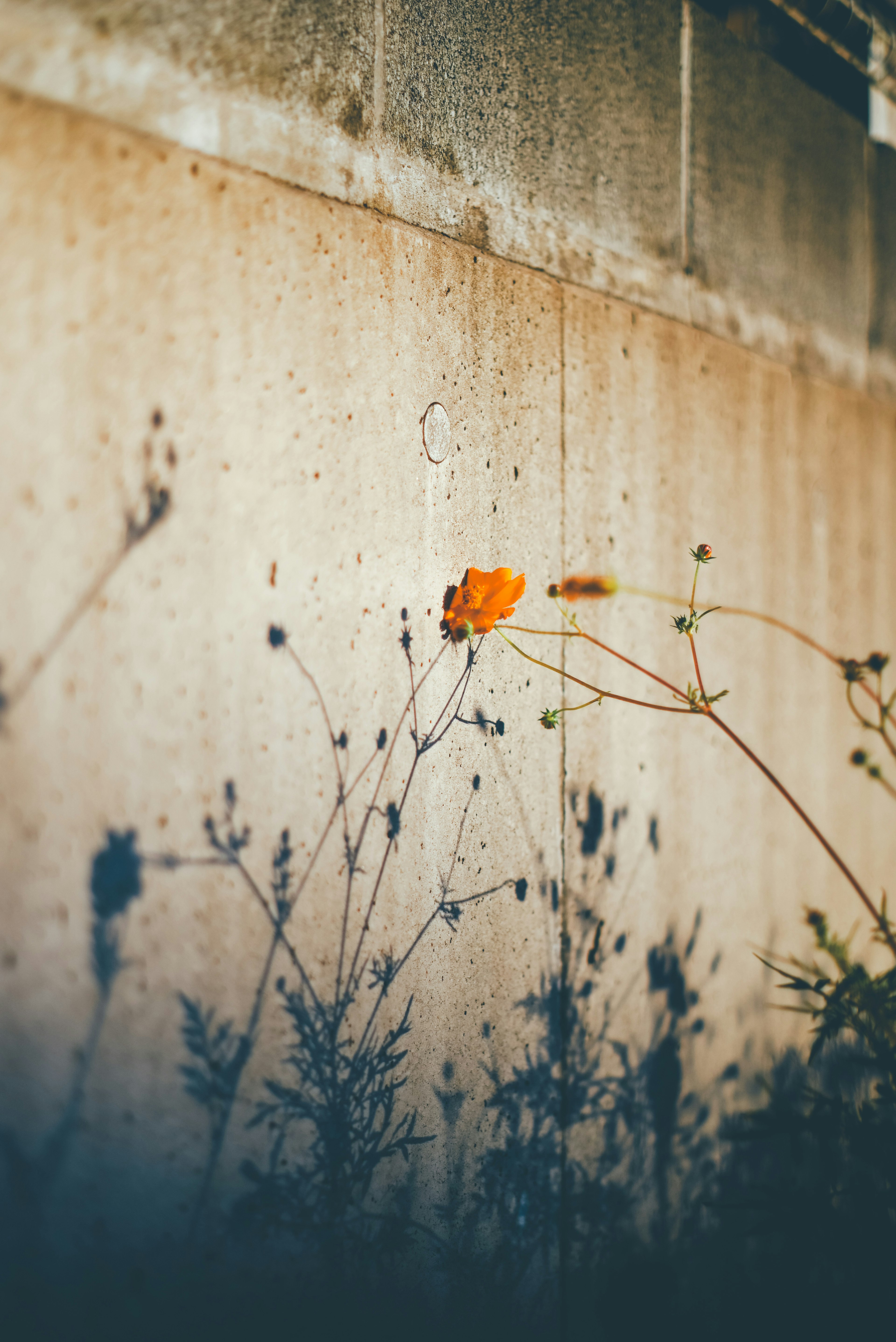 Flor naranja contra una pared de concreto con hierba silvestre alrededor