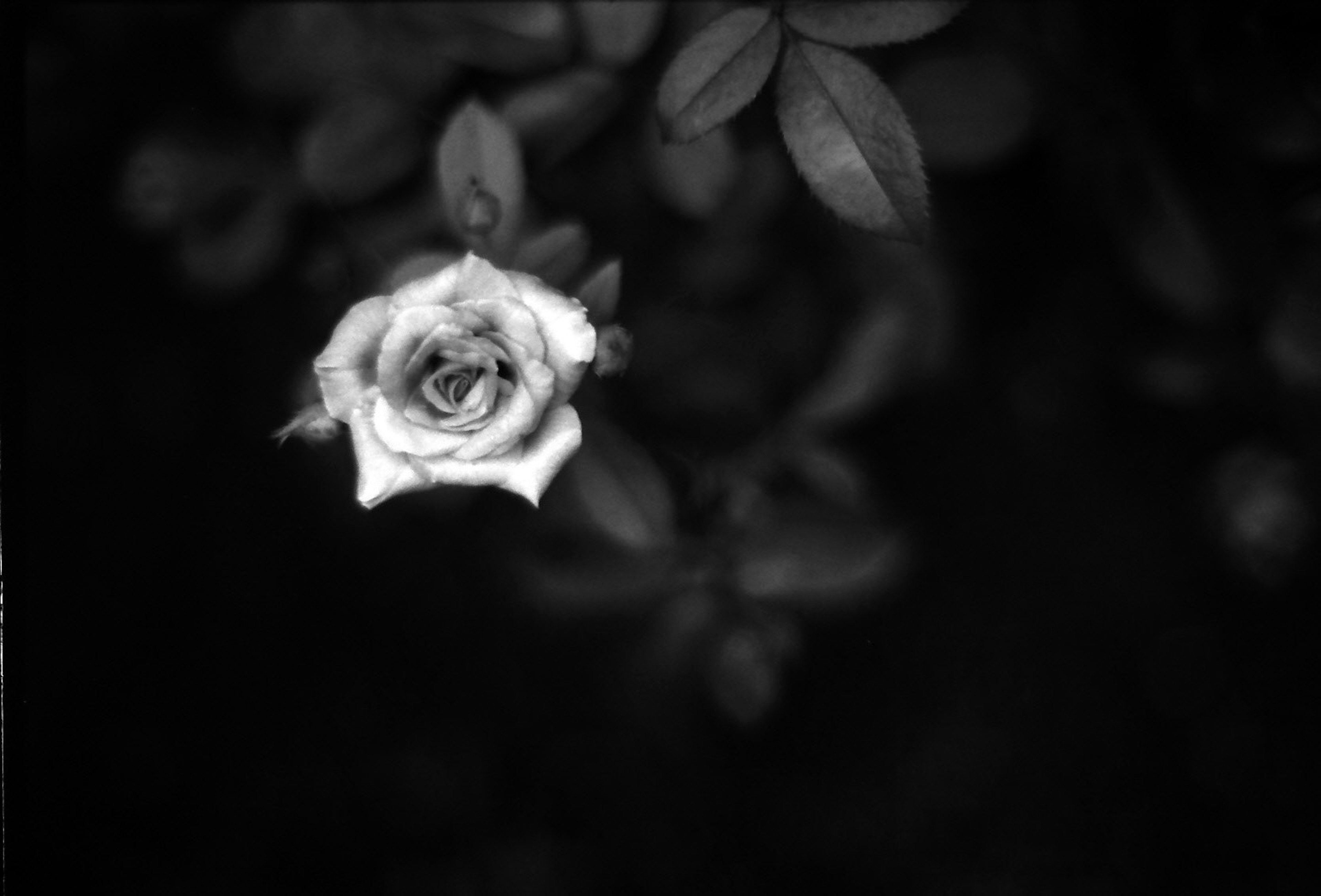 Une belle fleur de rose sur un fond noir et blanc