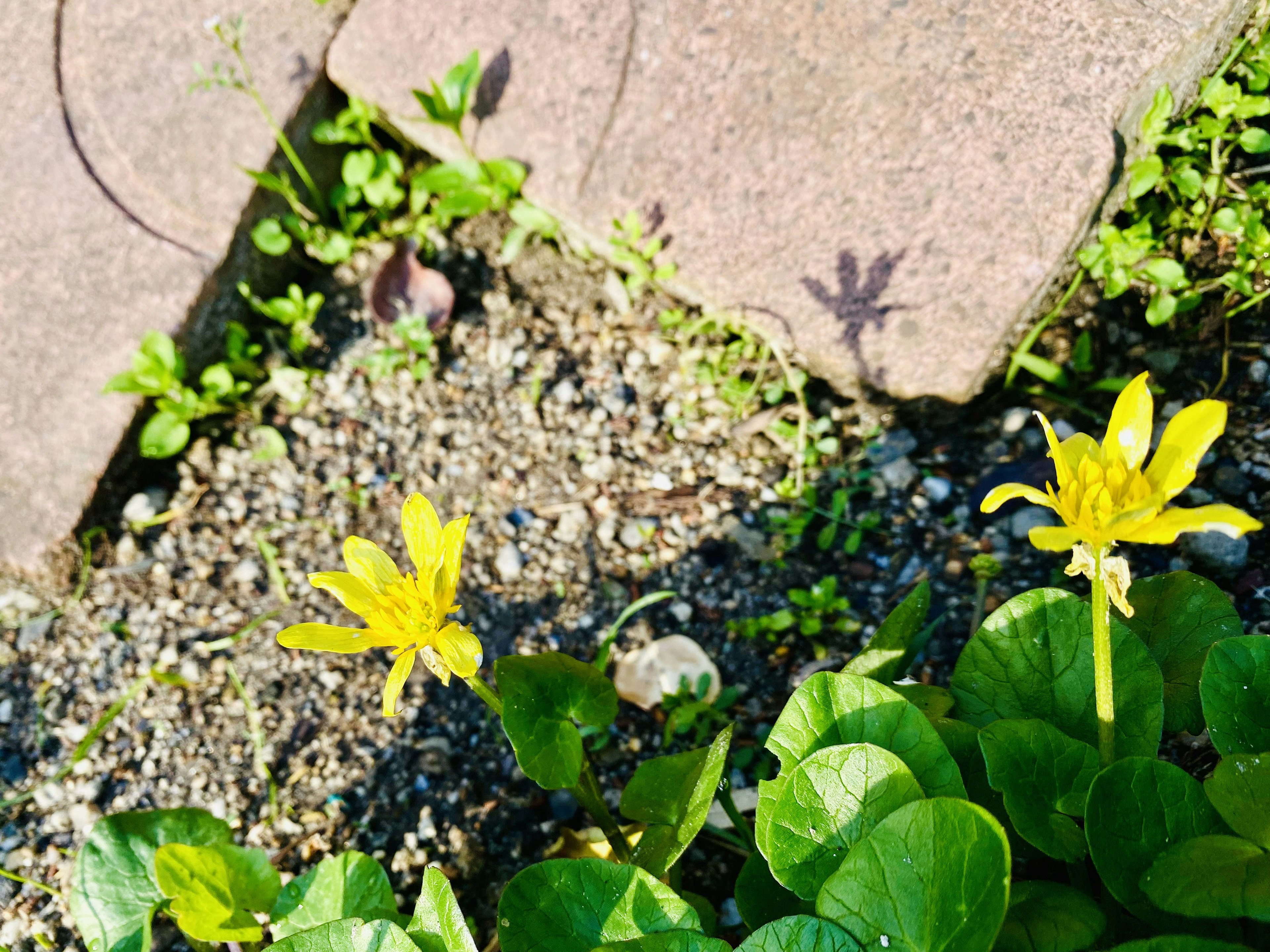 Fiori gialli che sbocciano tra le foglie verdi in un giardino