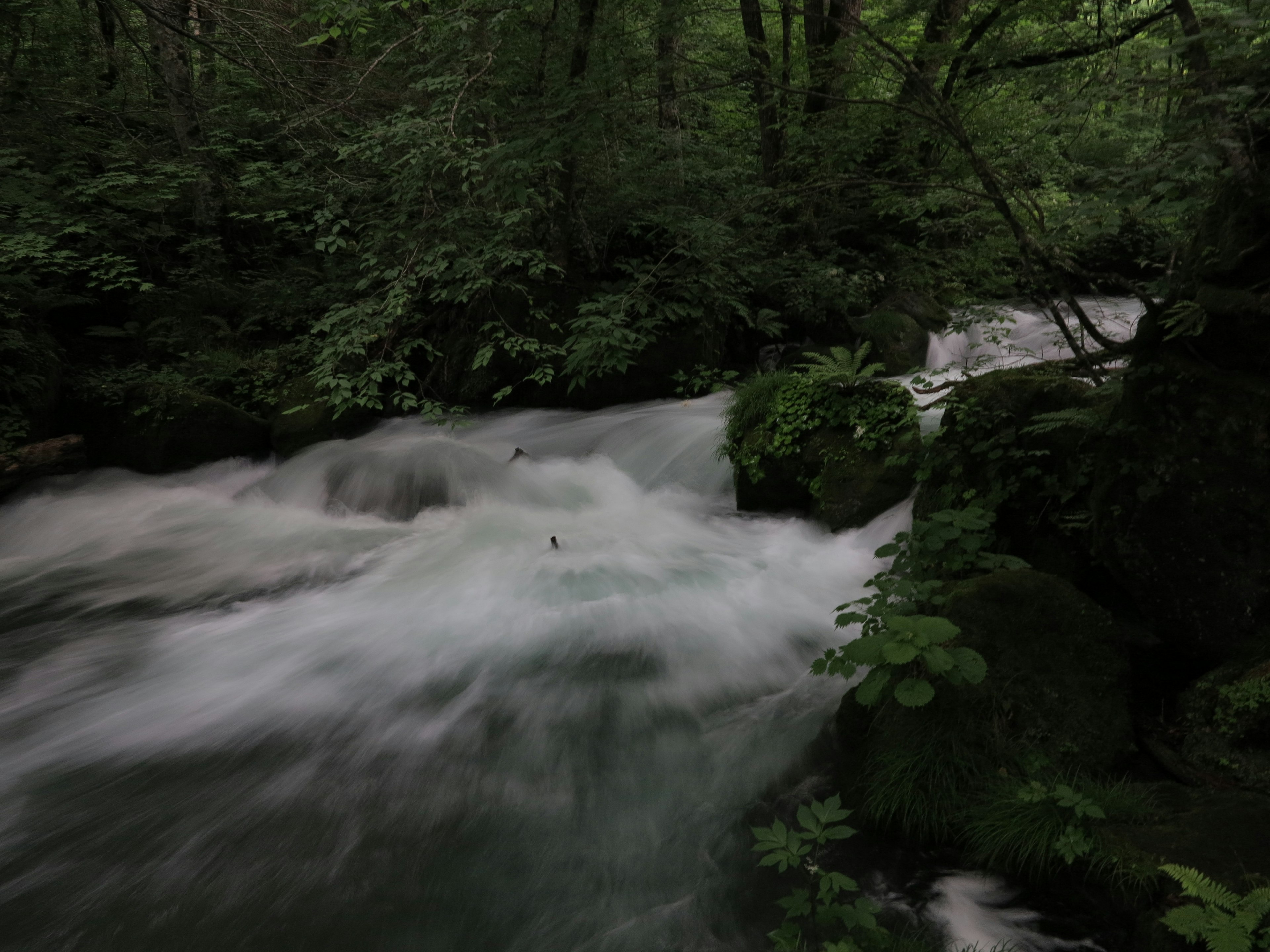 A flowing river surrounded by greenery with white frothy water