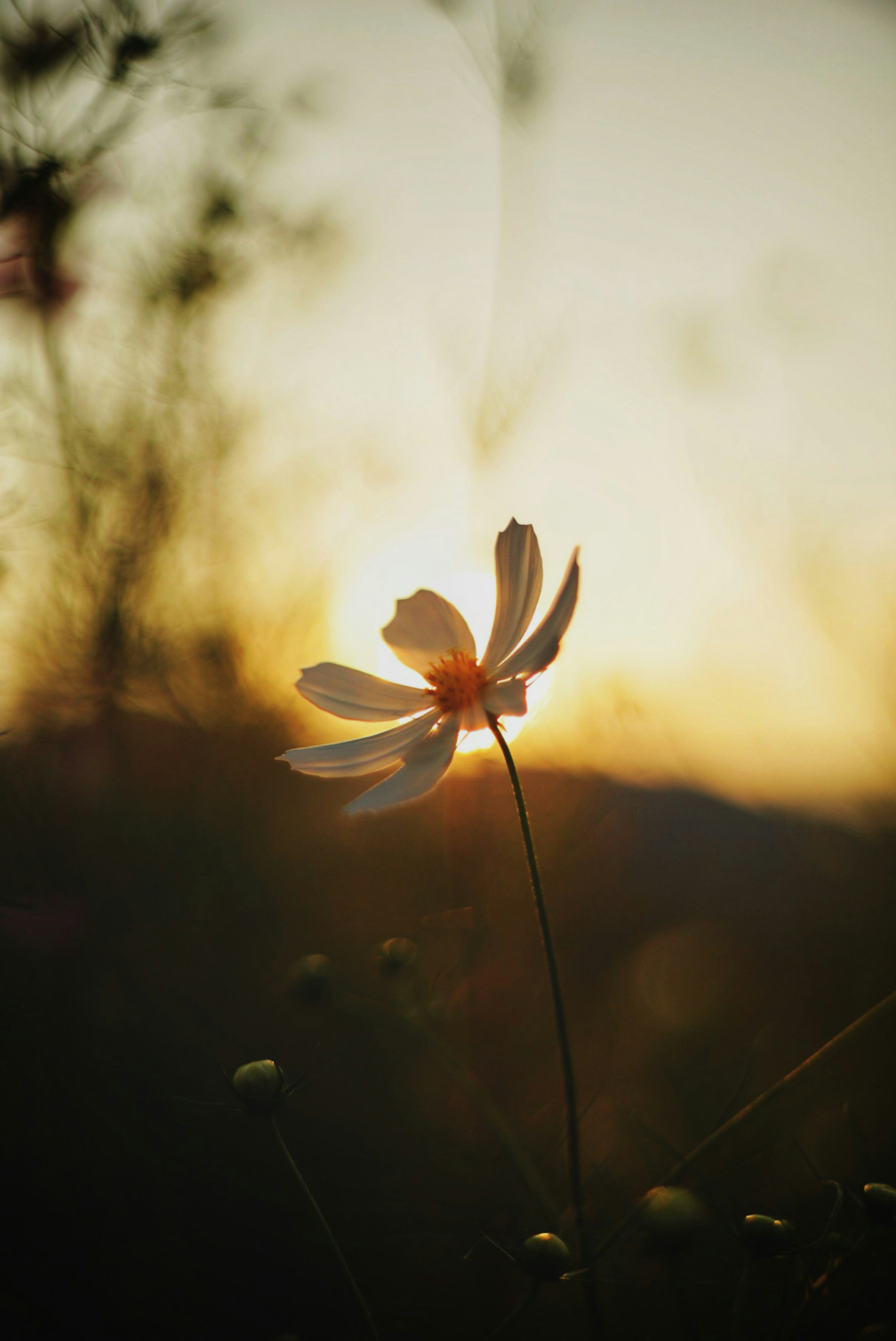 Eine einzelne Blume blüht vor einem Sonnenuntergangshorizont