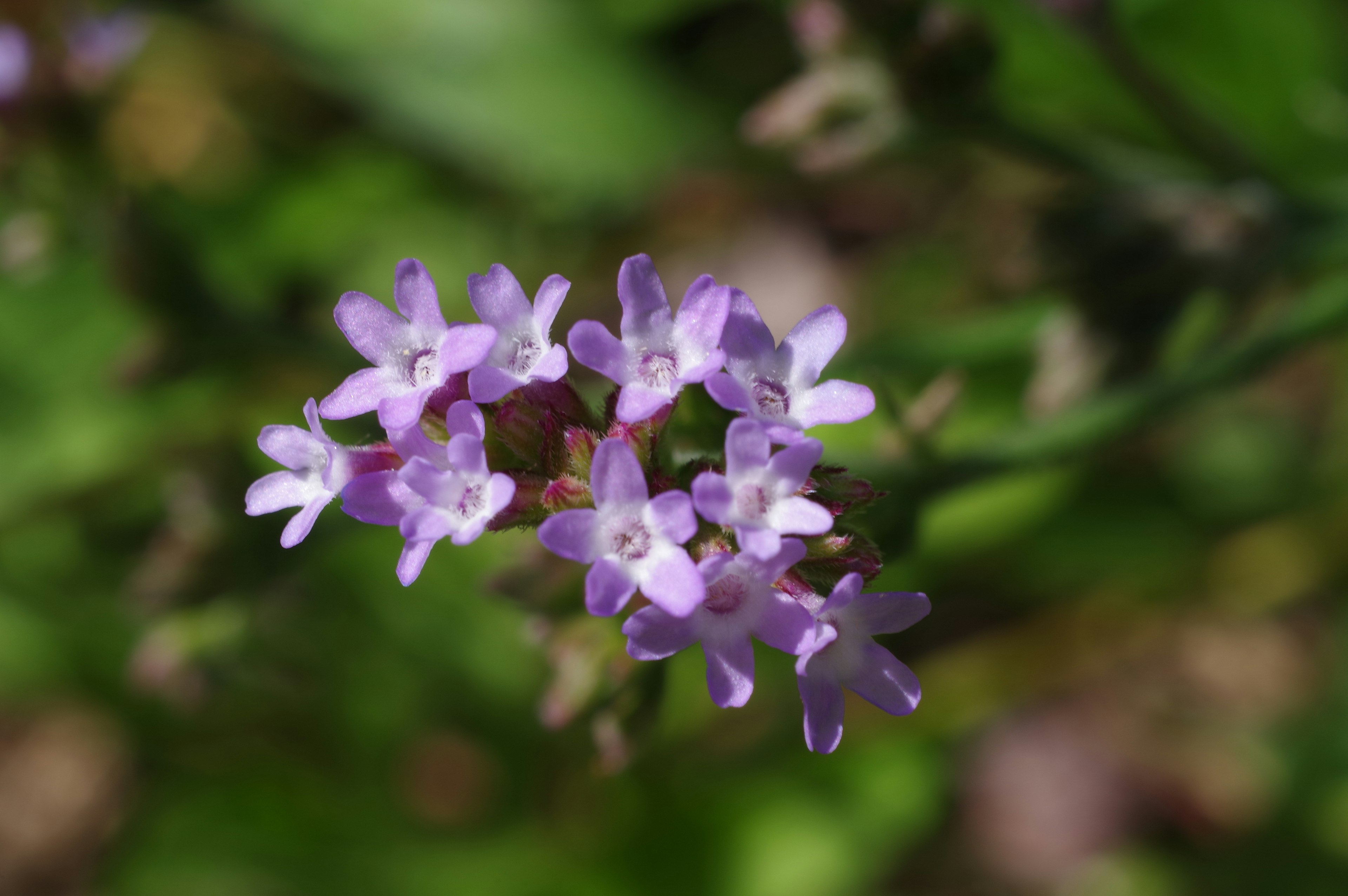 Gros plan de petites fleurs violettes regroupées