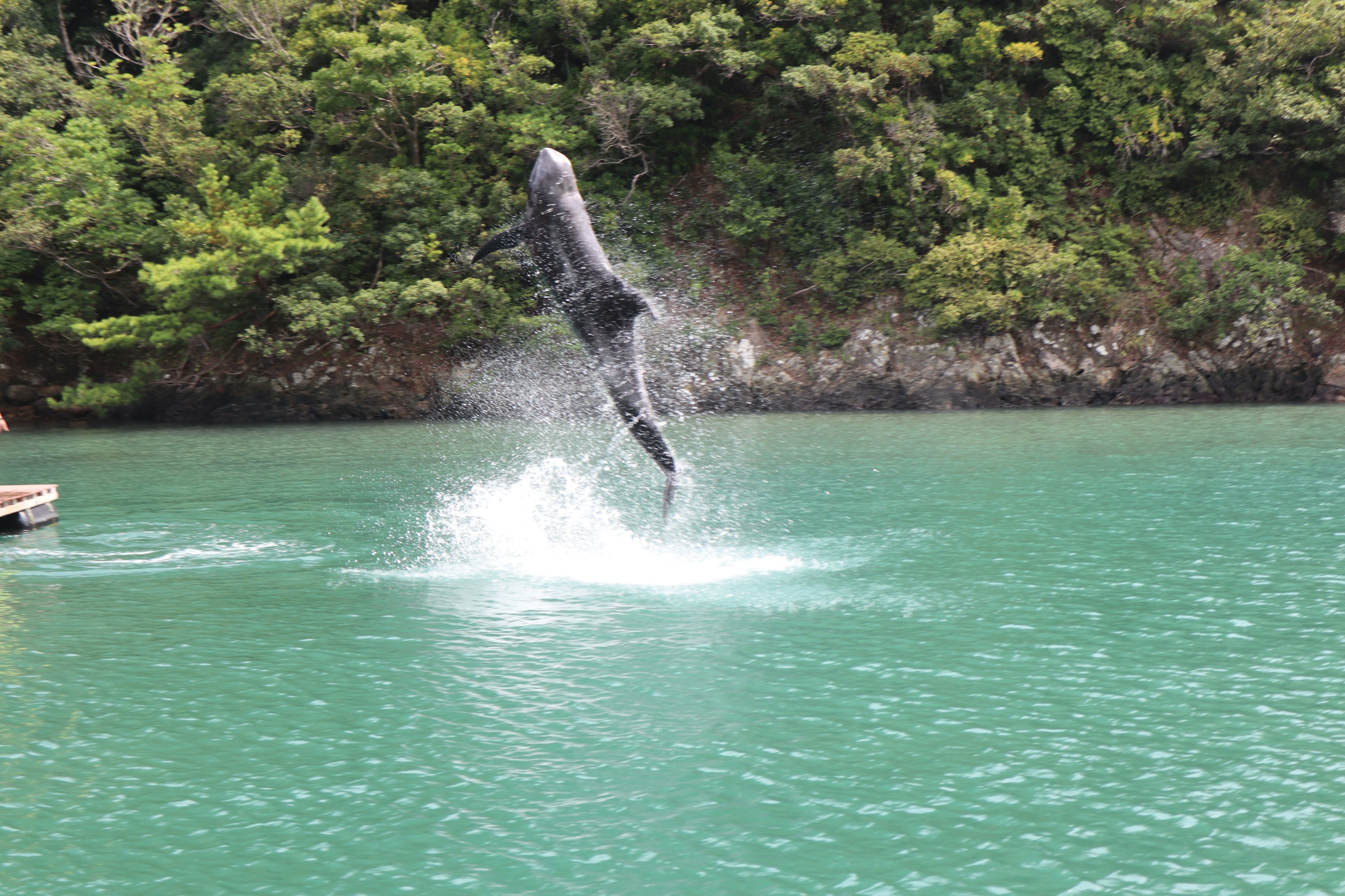 Ein Delfin springt aus dem Wasser mit grünem Hintergrund