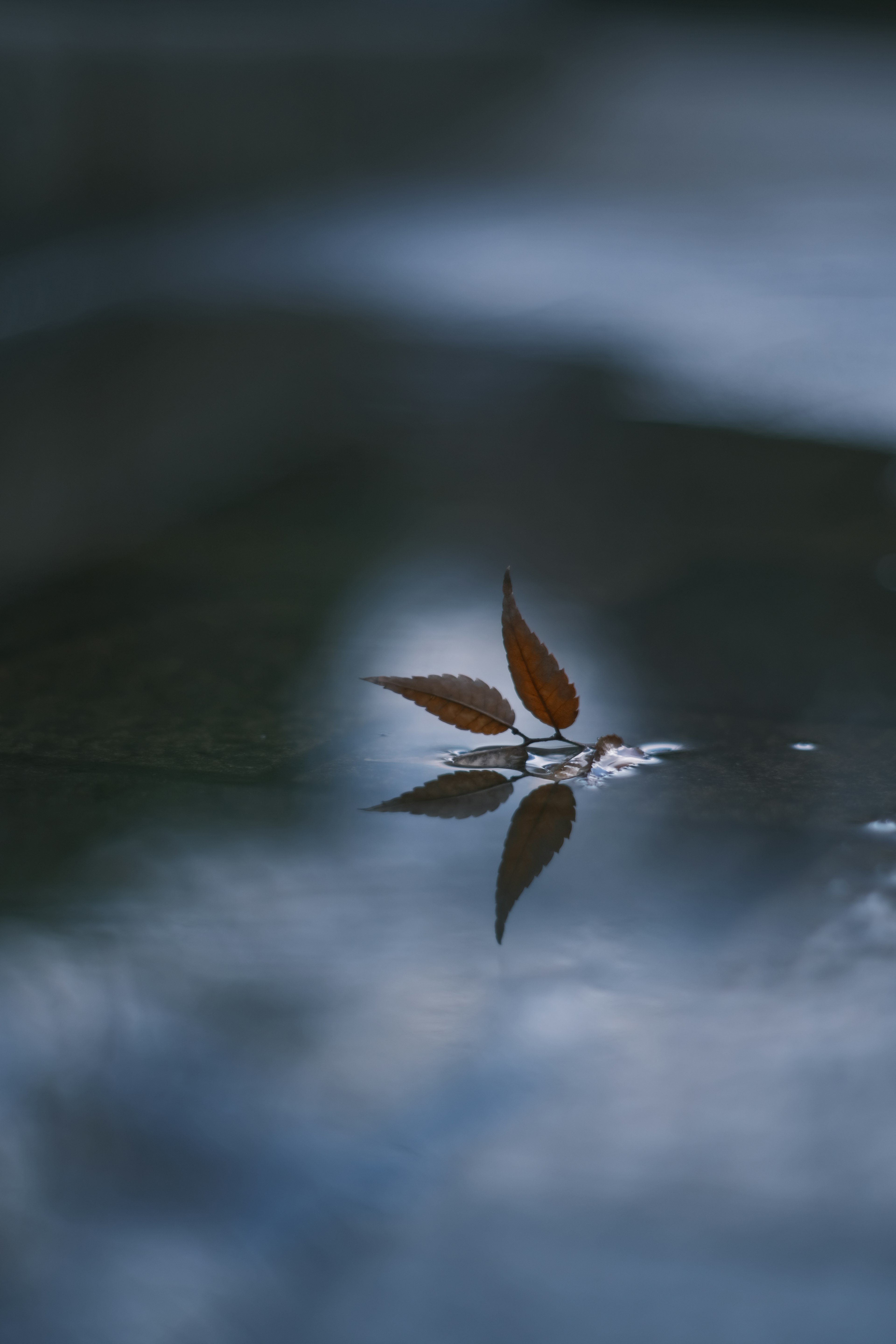 水面に浮かぶ茶色の葉とその反射