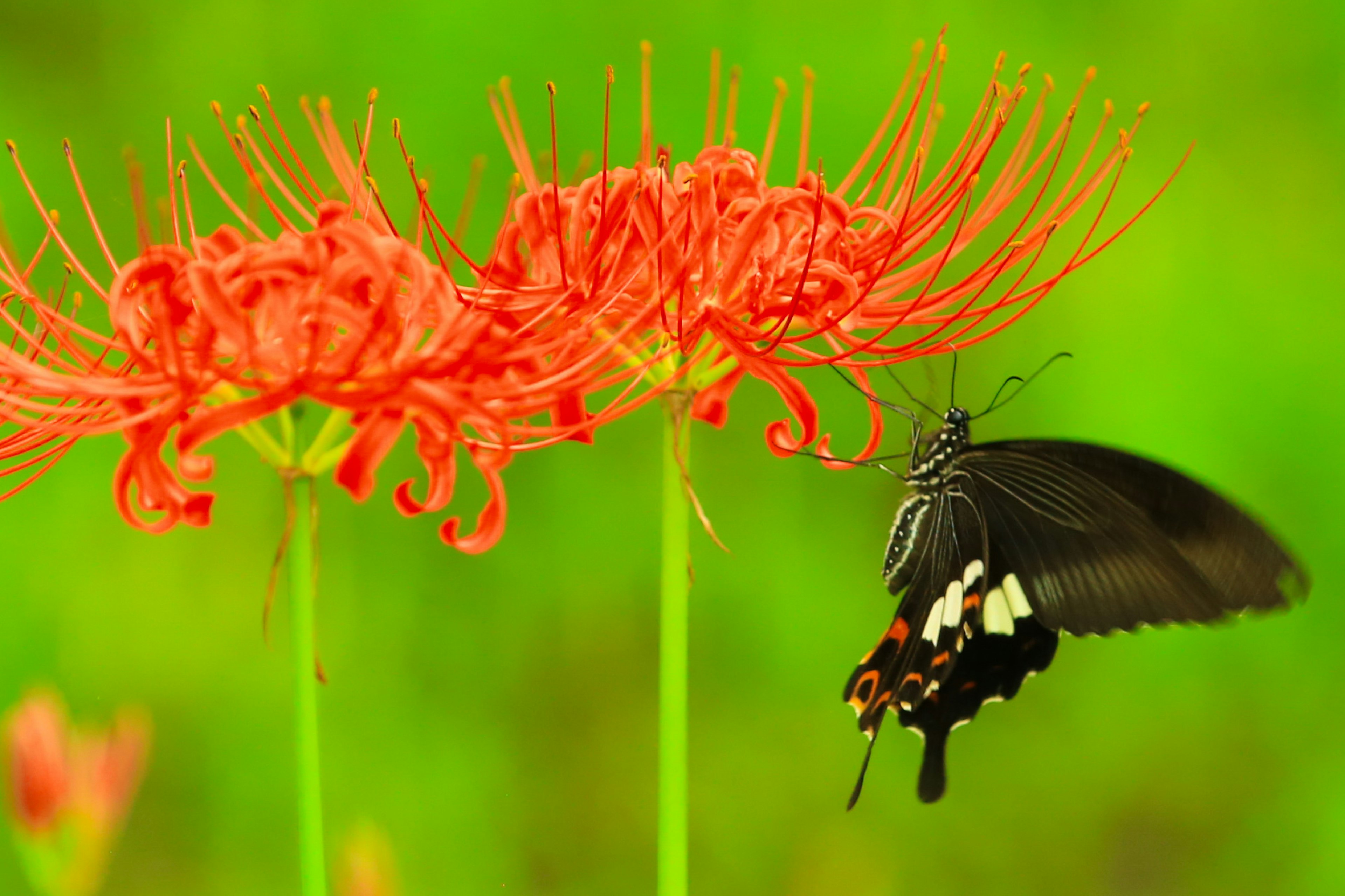 Rote Spinnenlilien und ein schwarzer Schmetterling vor einem lebhaften grünen Hintergrund