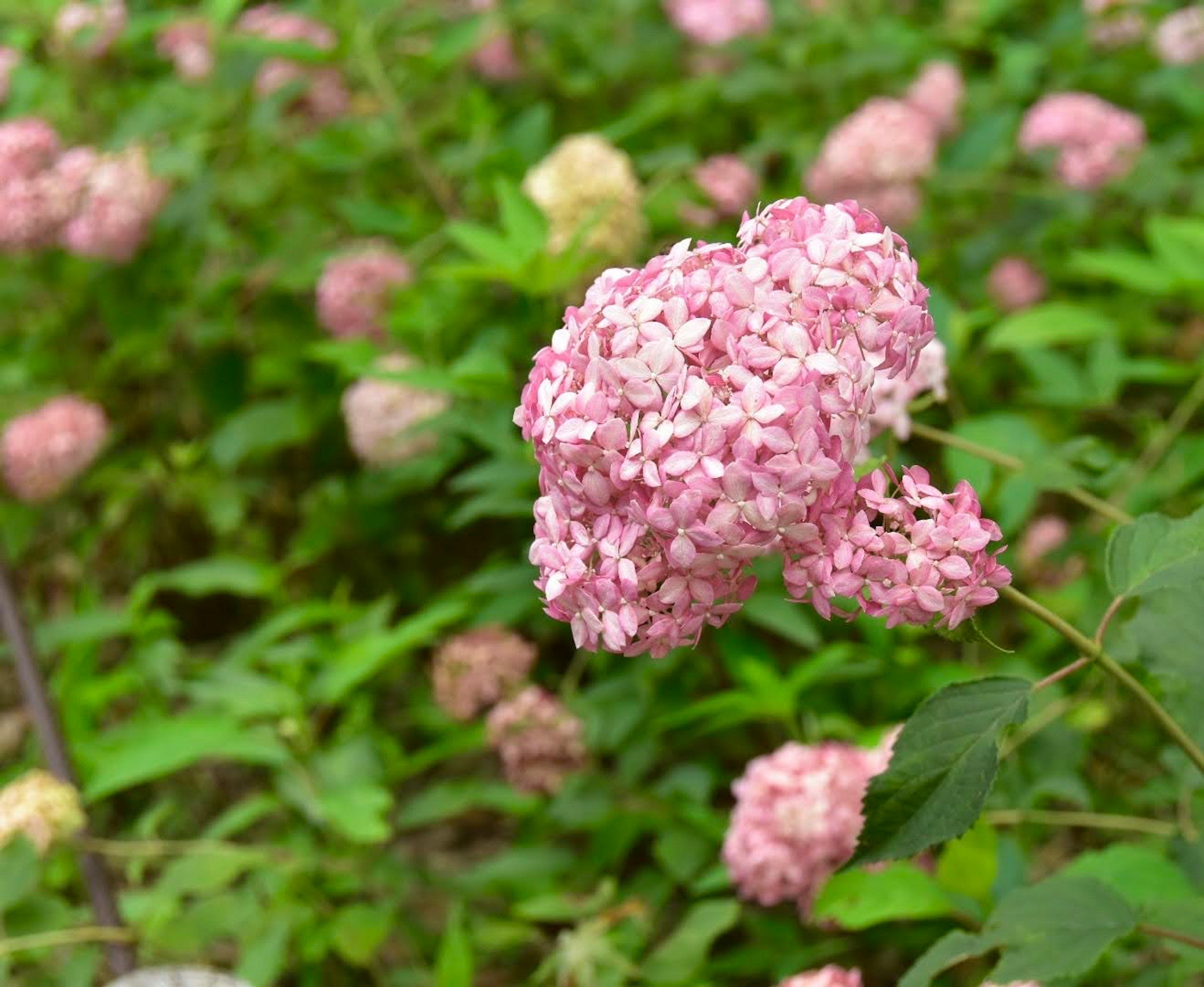 ピンク色の花が咲いている緑の背景の中にあるハイドランジアのクローズアップ