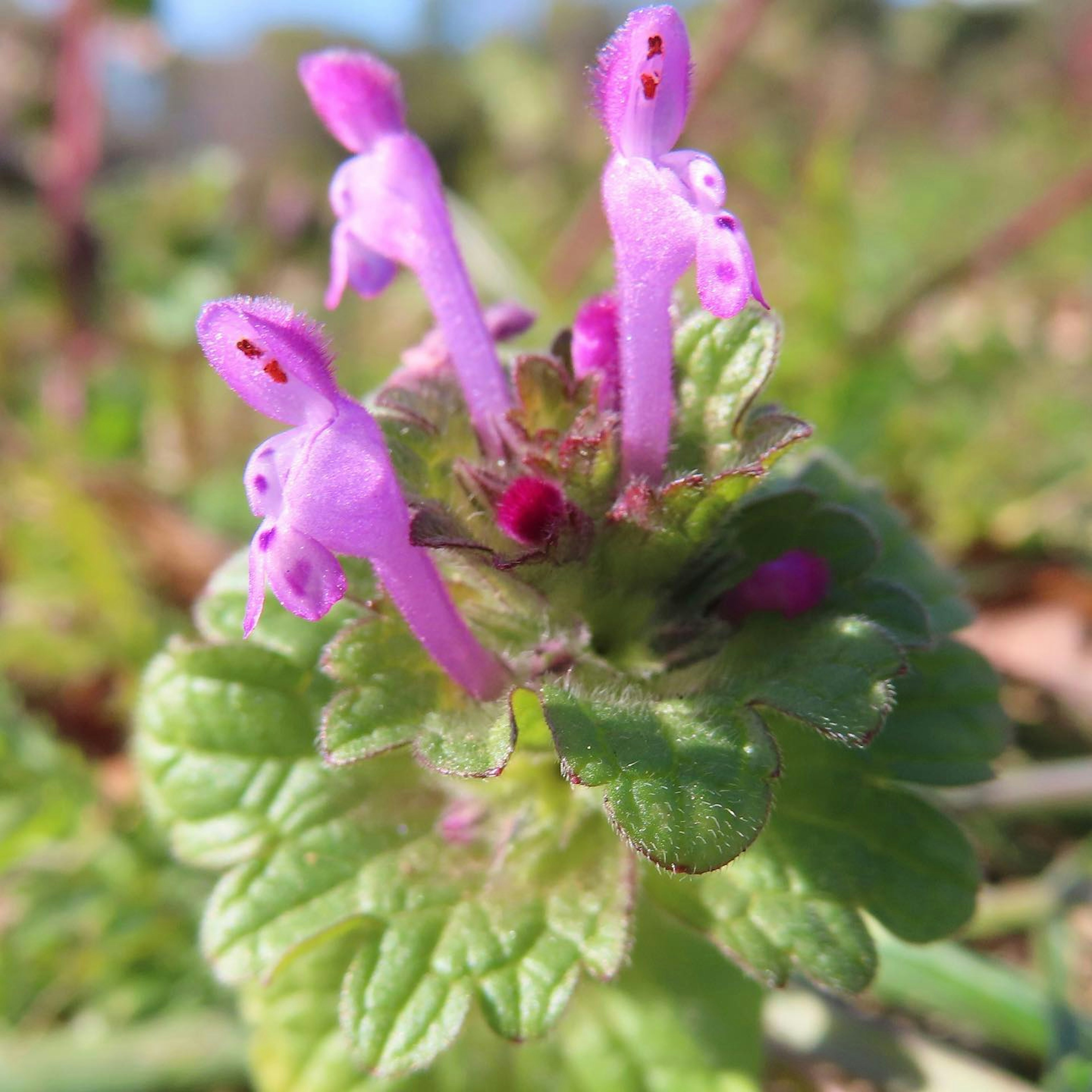 Primo piano di una pianta con foglie verdi e fiori viola