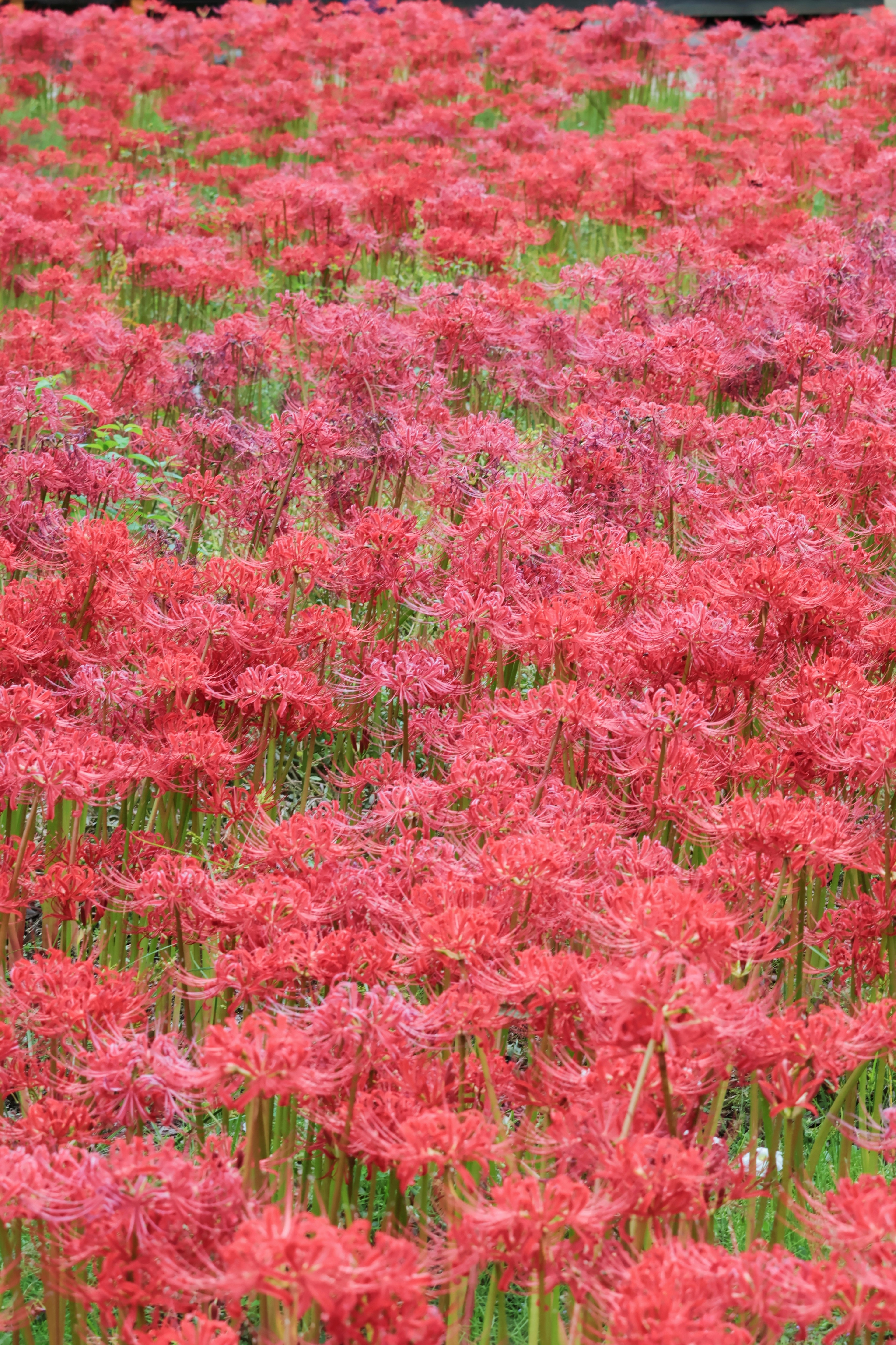 Un champ de lys araignées rouges éclatantes en pleine floraison