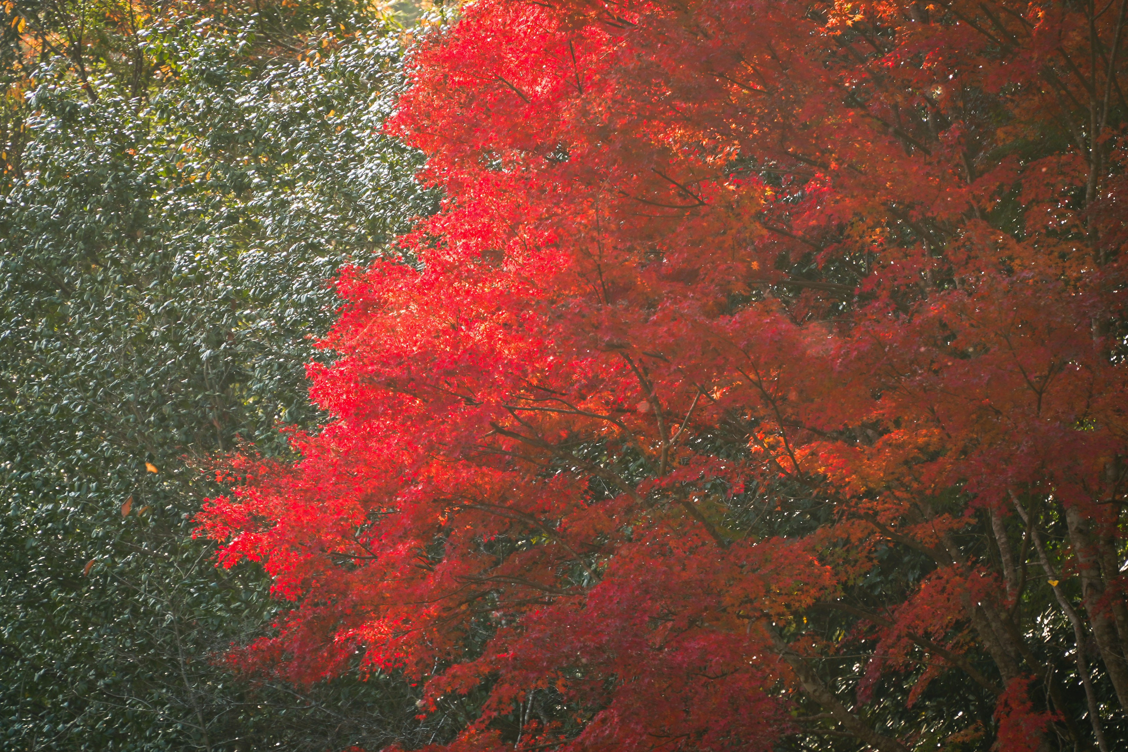 Feuilles rouges vives dans un paysage d'automne