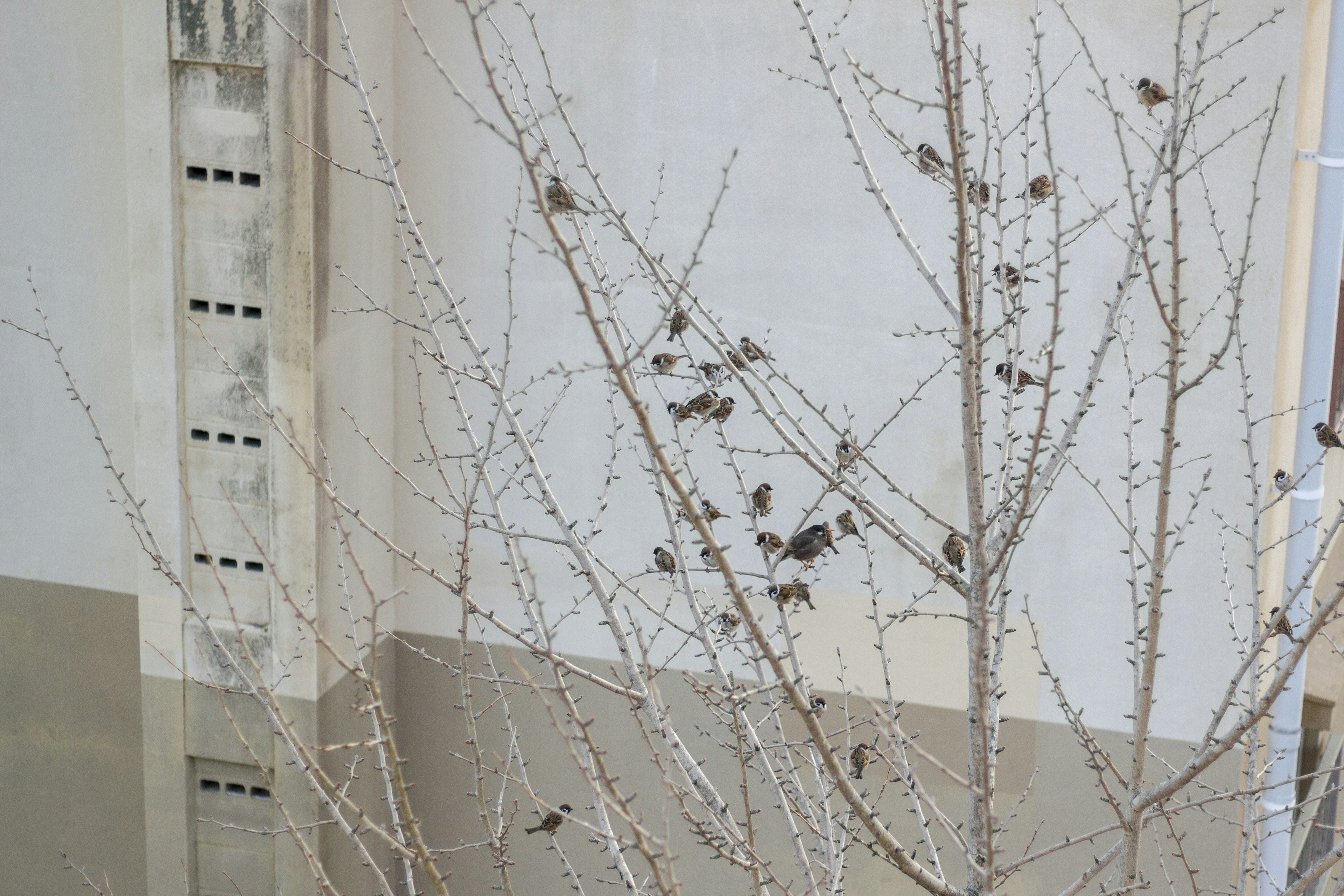 Pequeños pájaros reunidos en ramas delgadas frente a una pared blanca