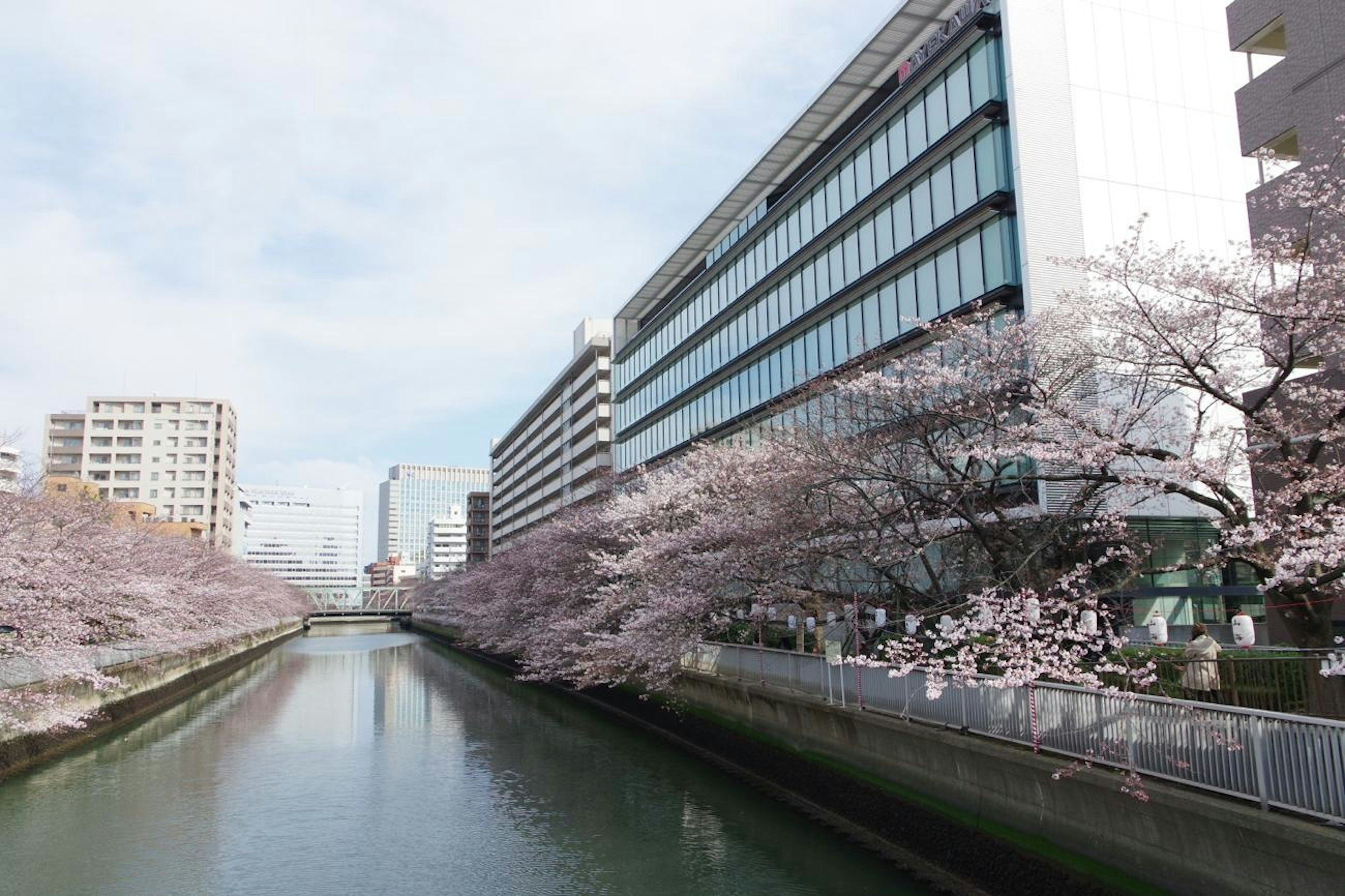 桜の木が並ぶ川沿いの風景と近代的なビル