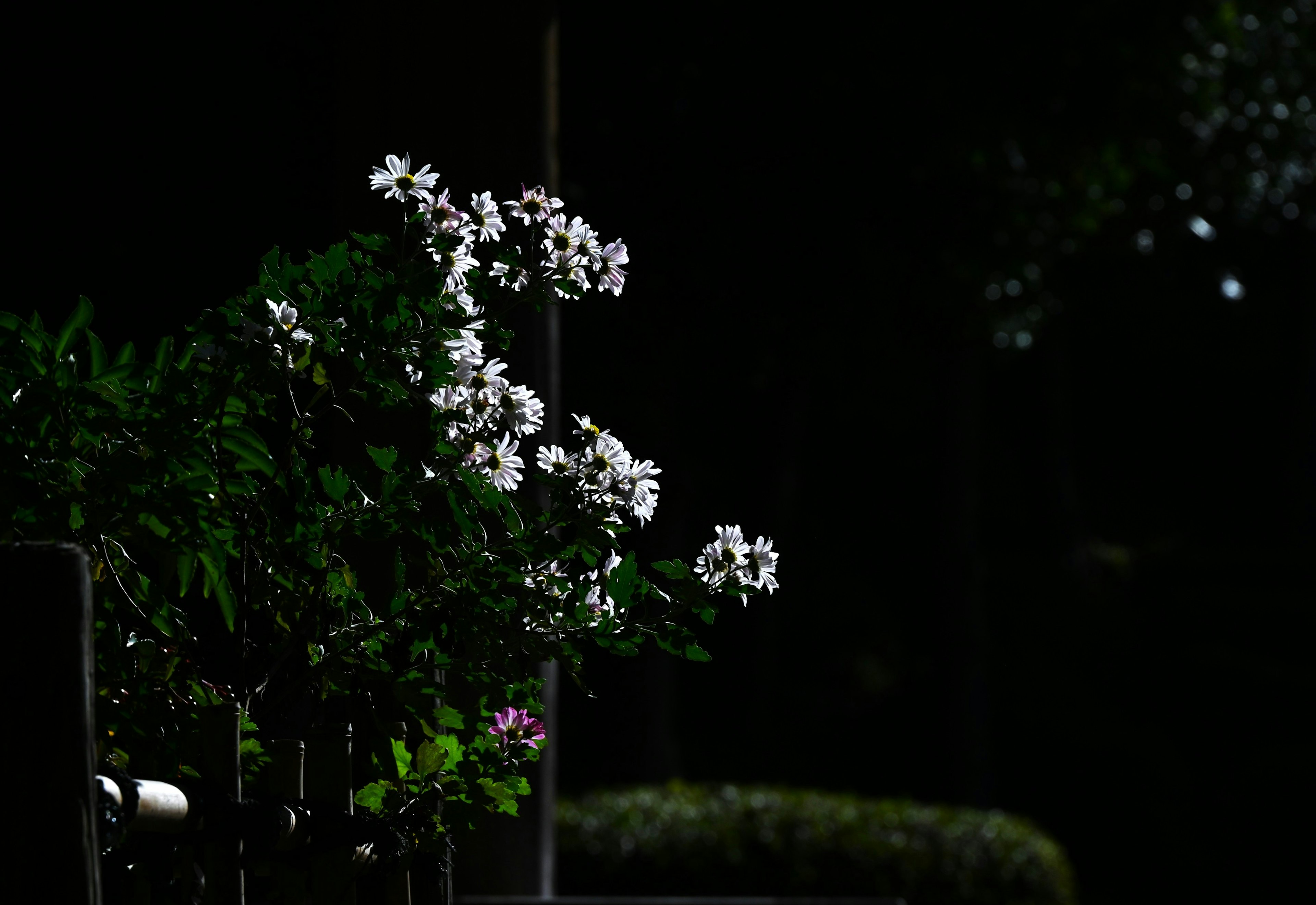 黑暗背景下白色花朵和绿色叶子的美丽植物特写