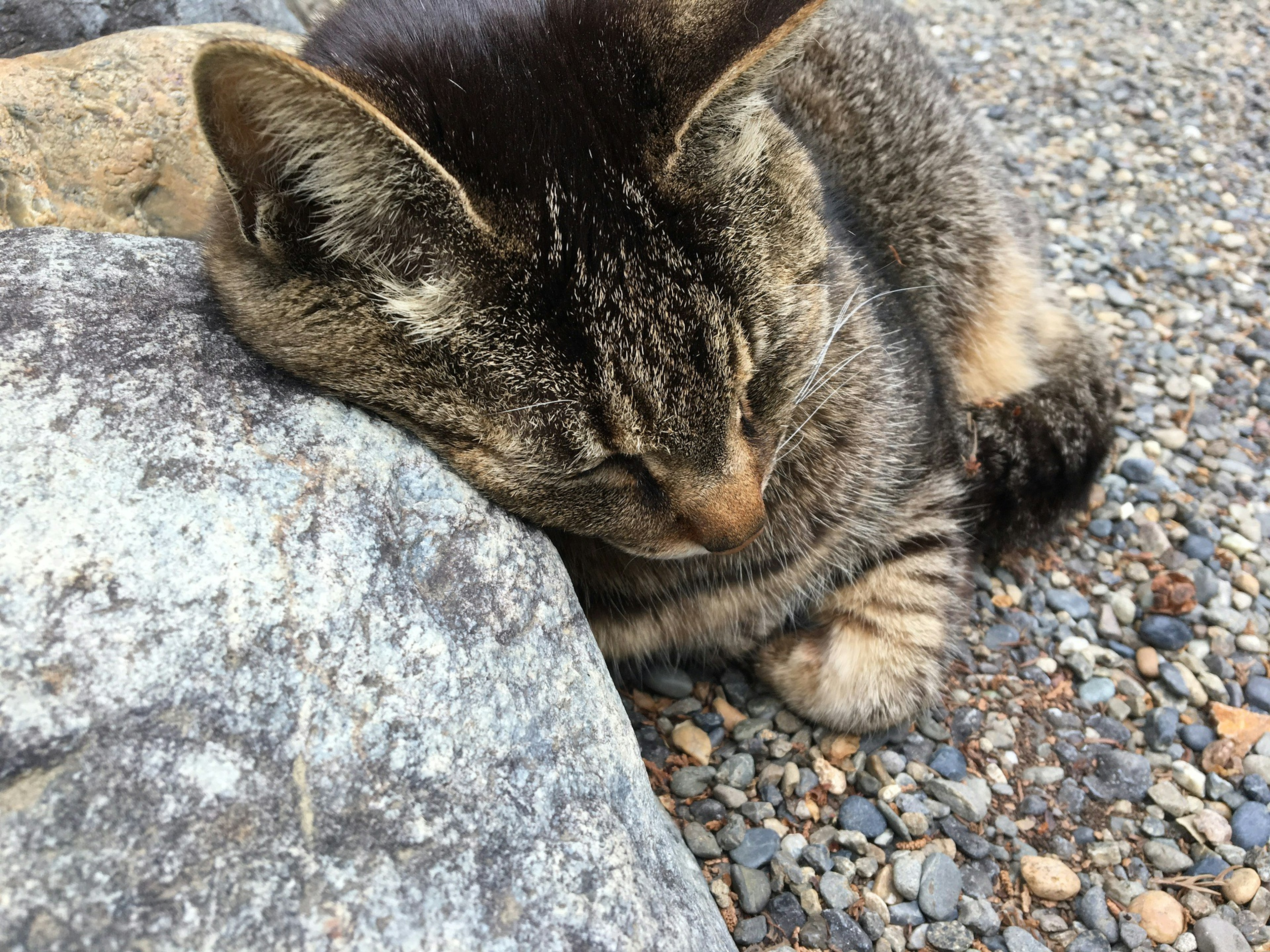 Gray cat sleeping on a rock