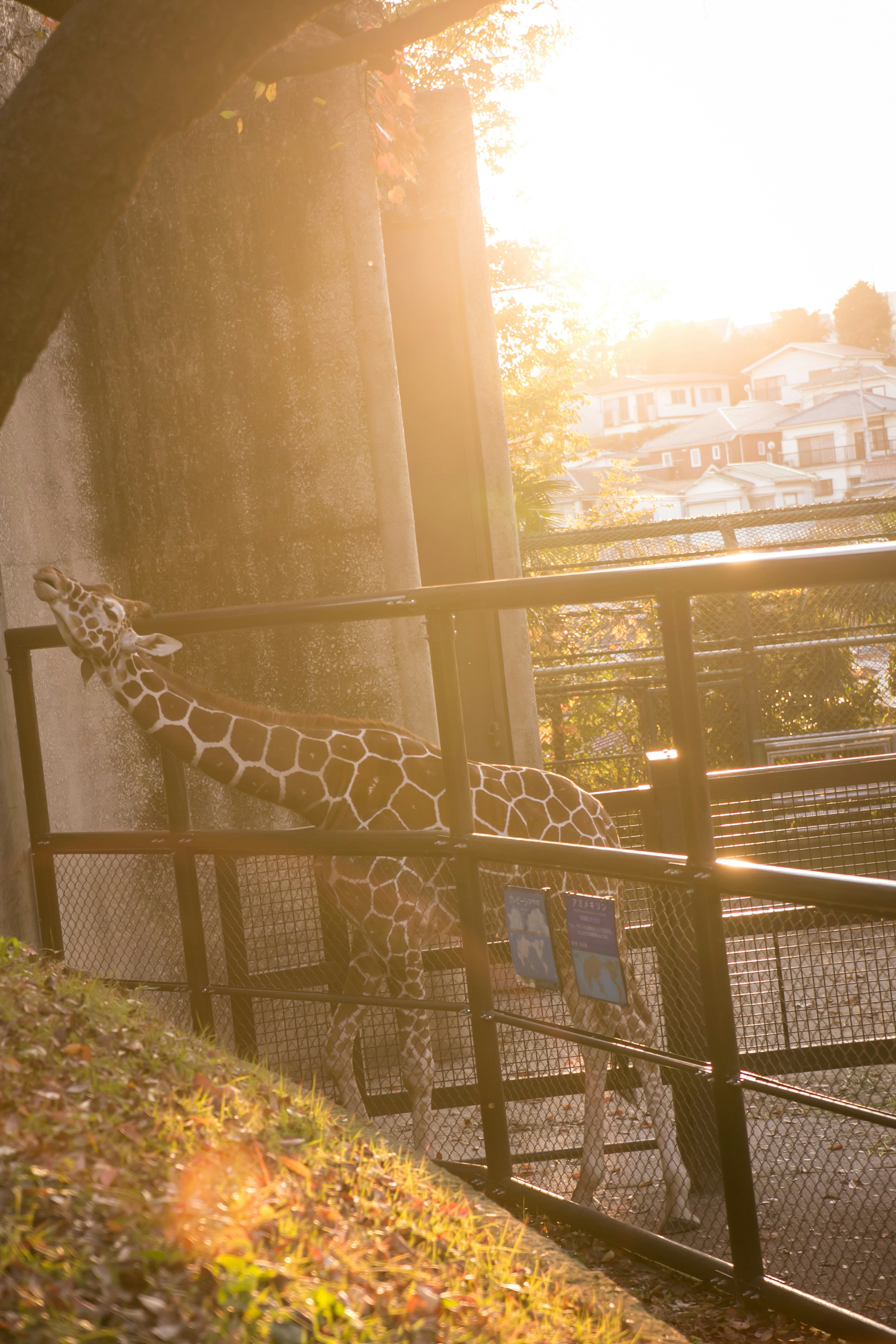 A giraffe seen against the backdrop of a sunset in a zoo setting