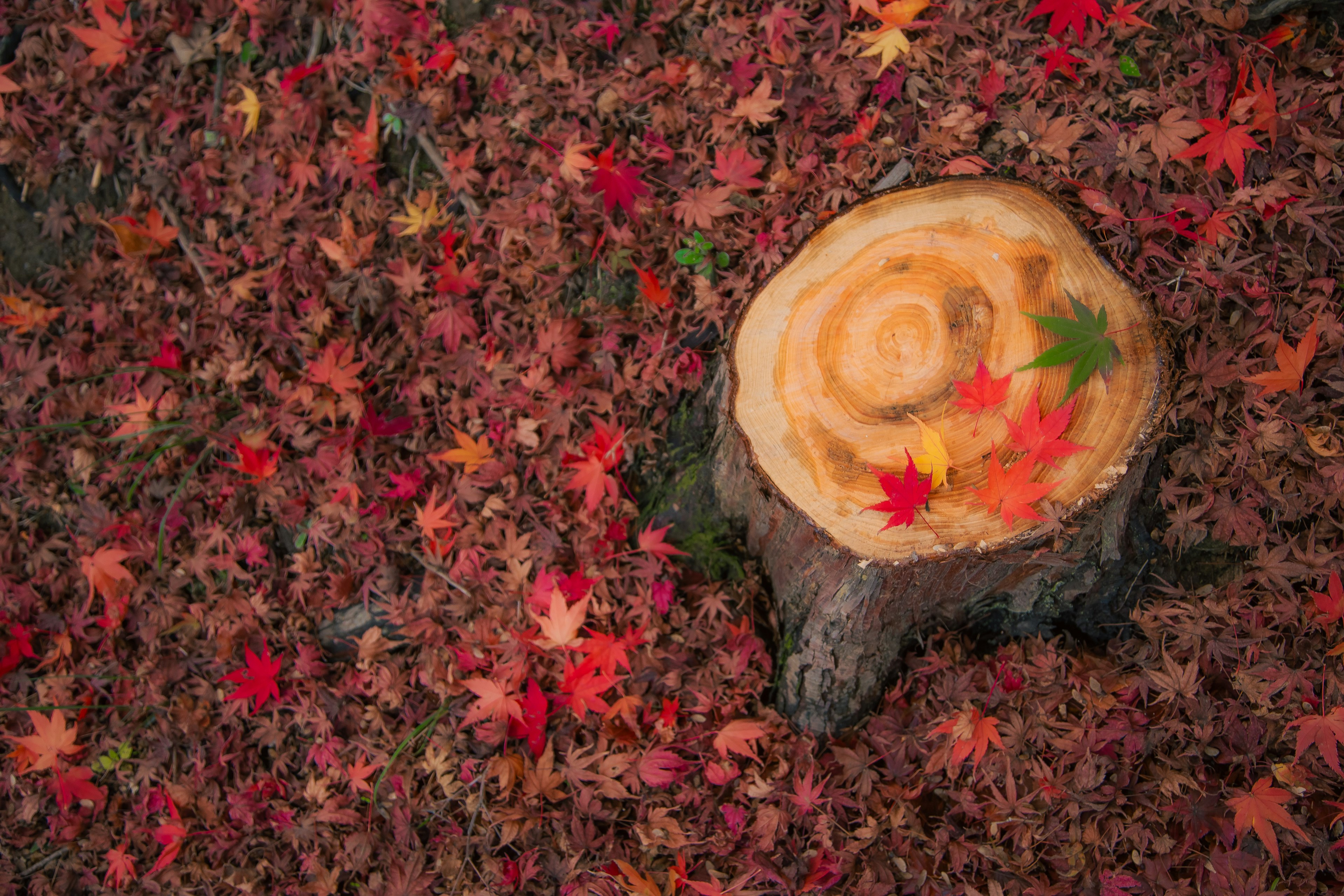 Ein Baumstumpf umgeben von lebhaften roten und orangen Herbstblättern mit grünen Blättern oben