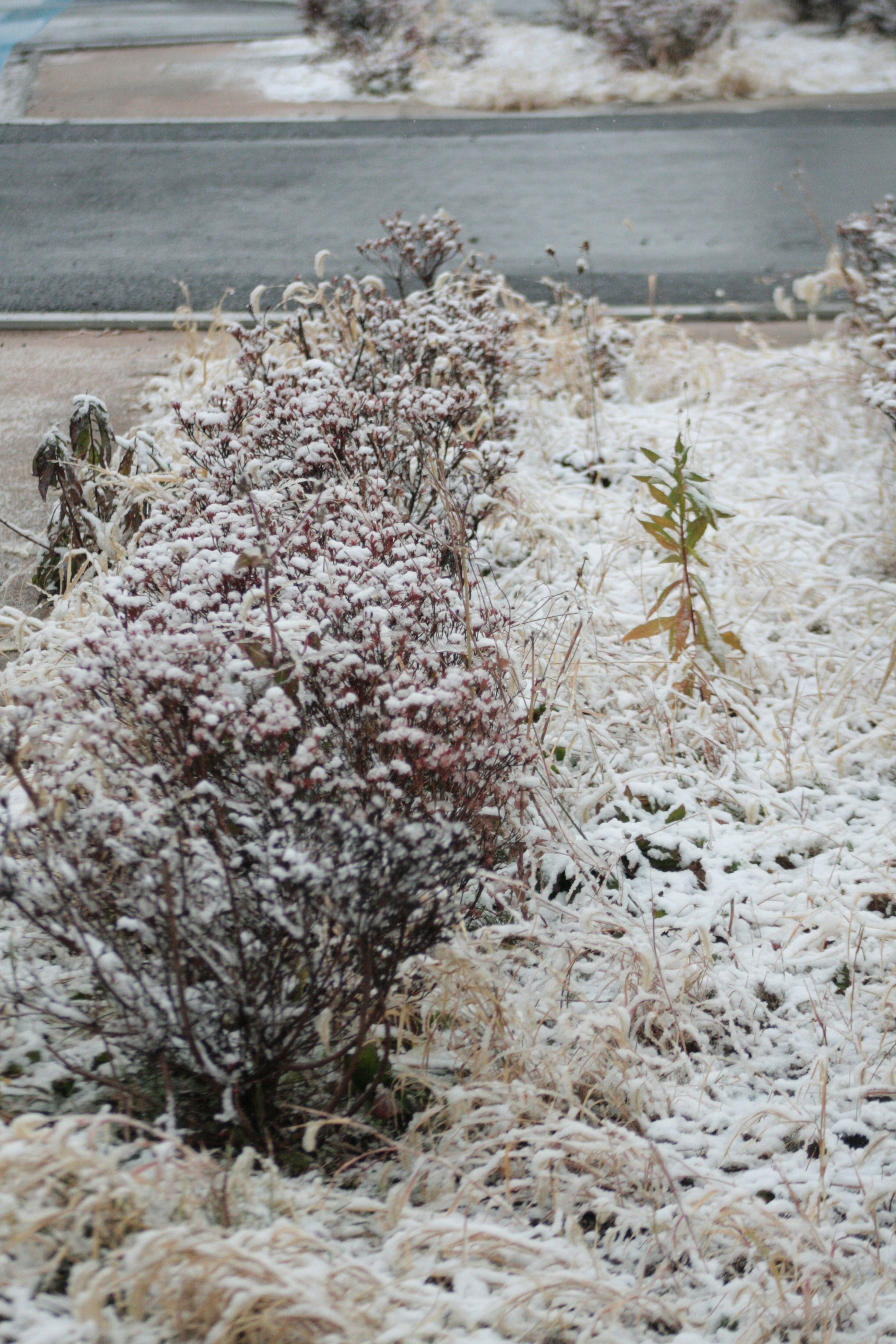 Landscape with snow-covered shrubs and grass