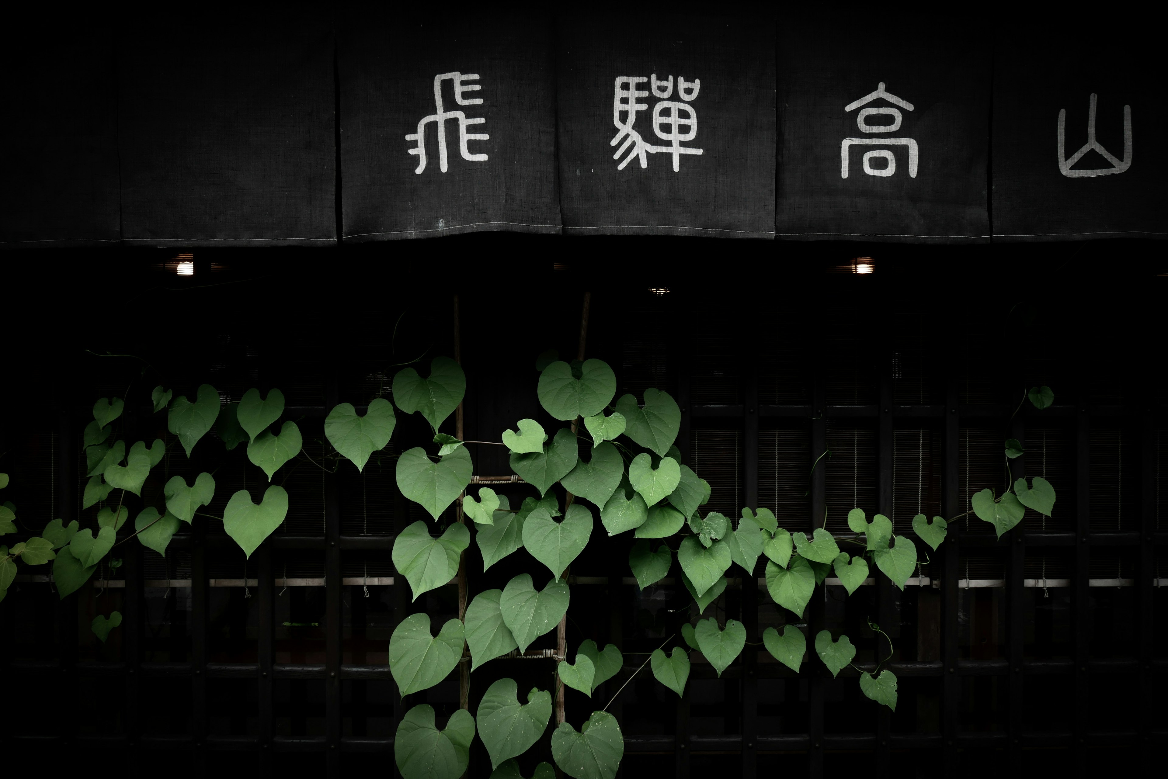 Green heart-shaped leaves climbing against a black background with white signage