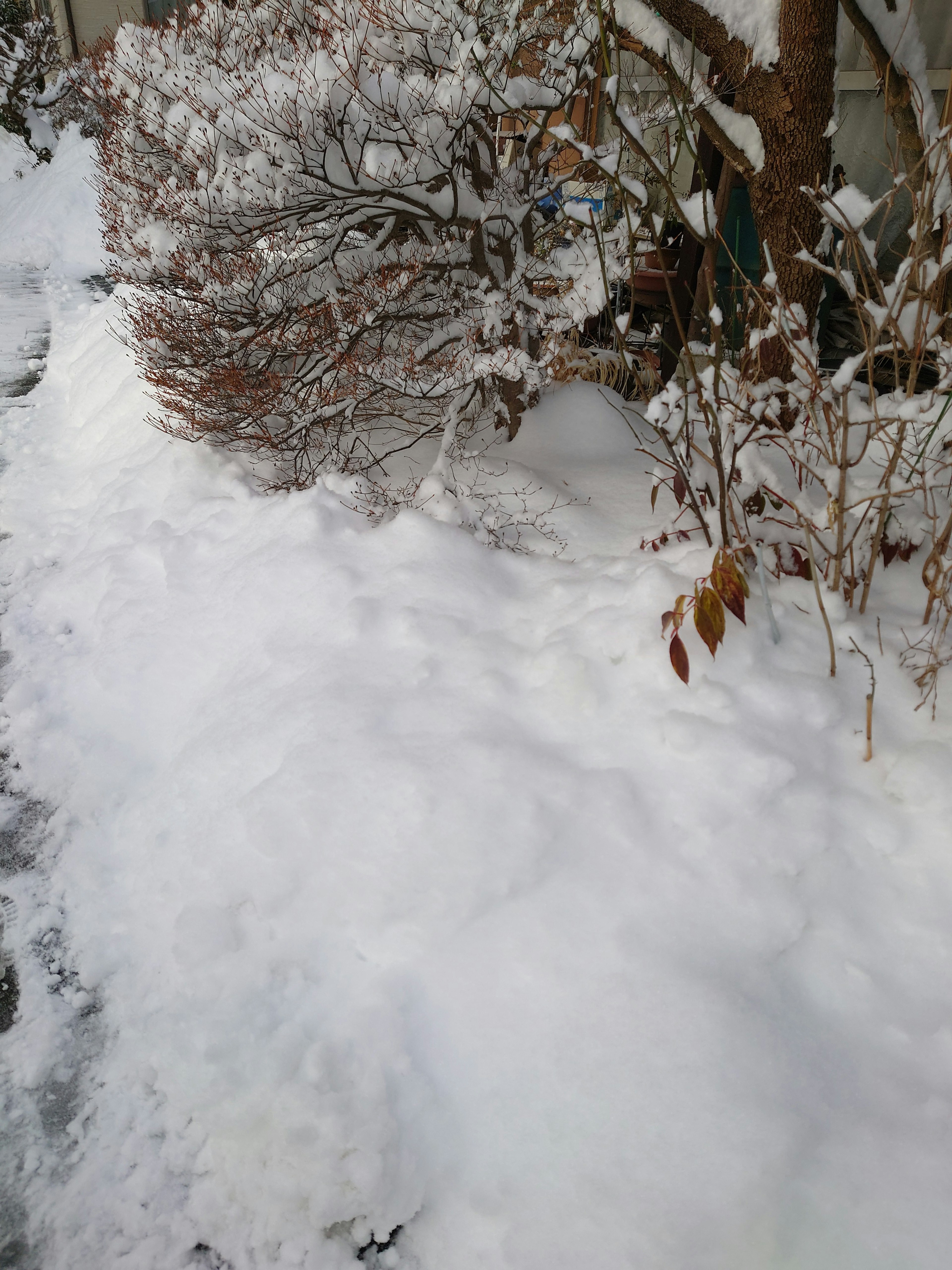 Snow-covered path and bushes in winter scenery