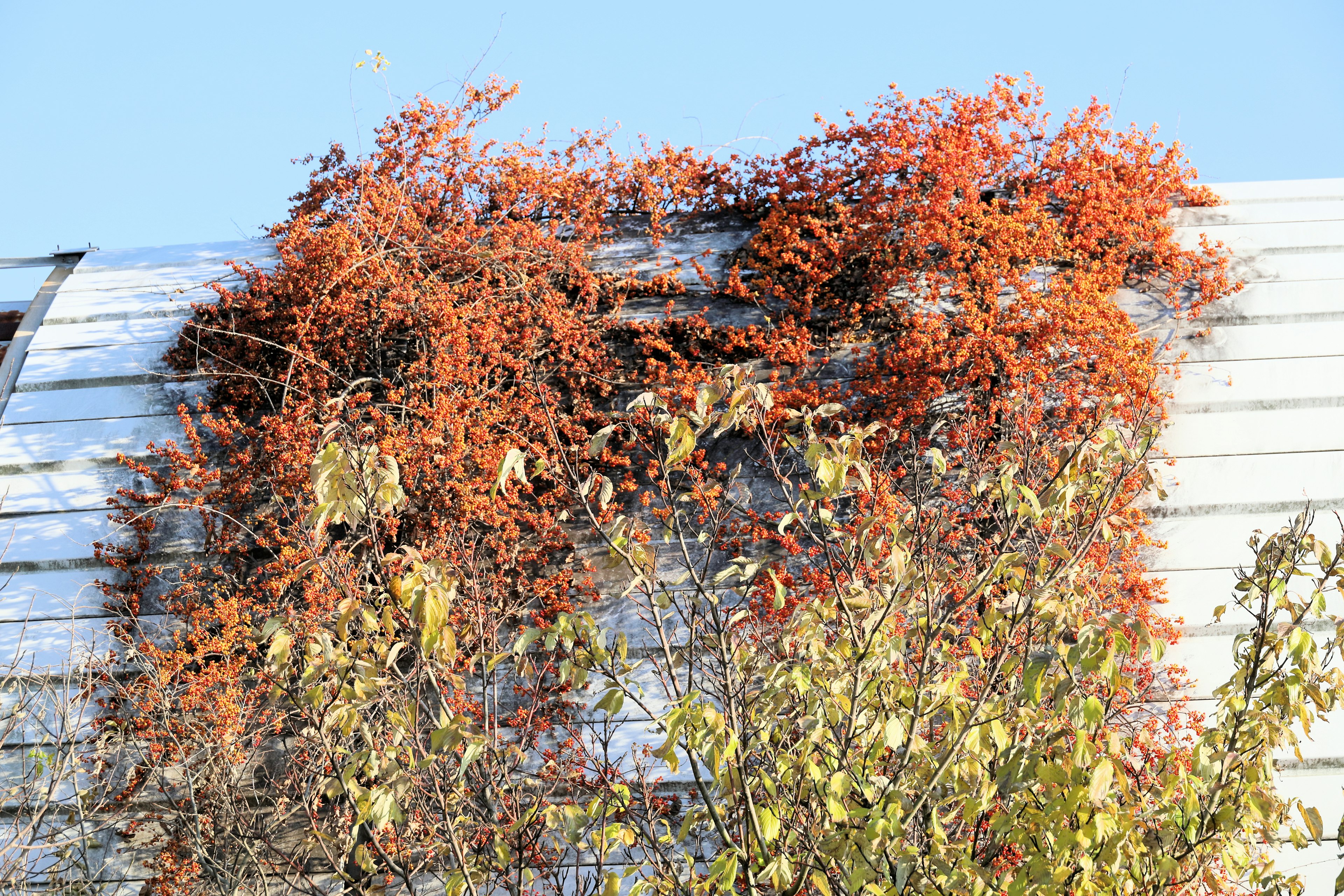 Vignes orange vives couvrant un toit avec du feuillage vert