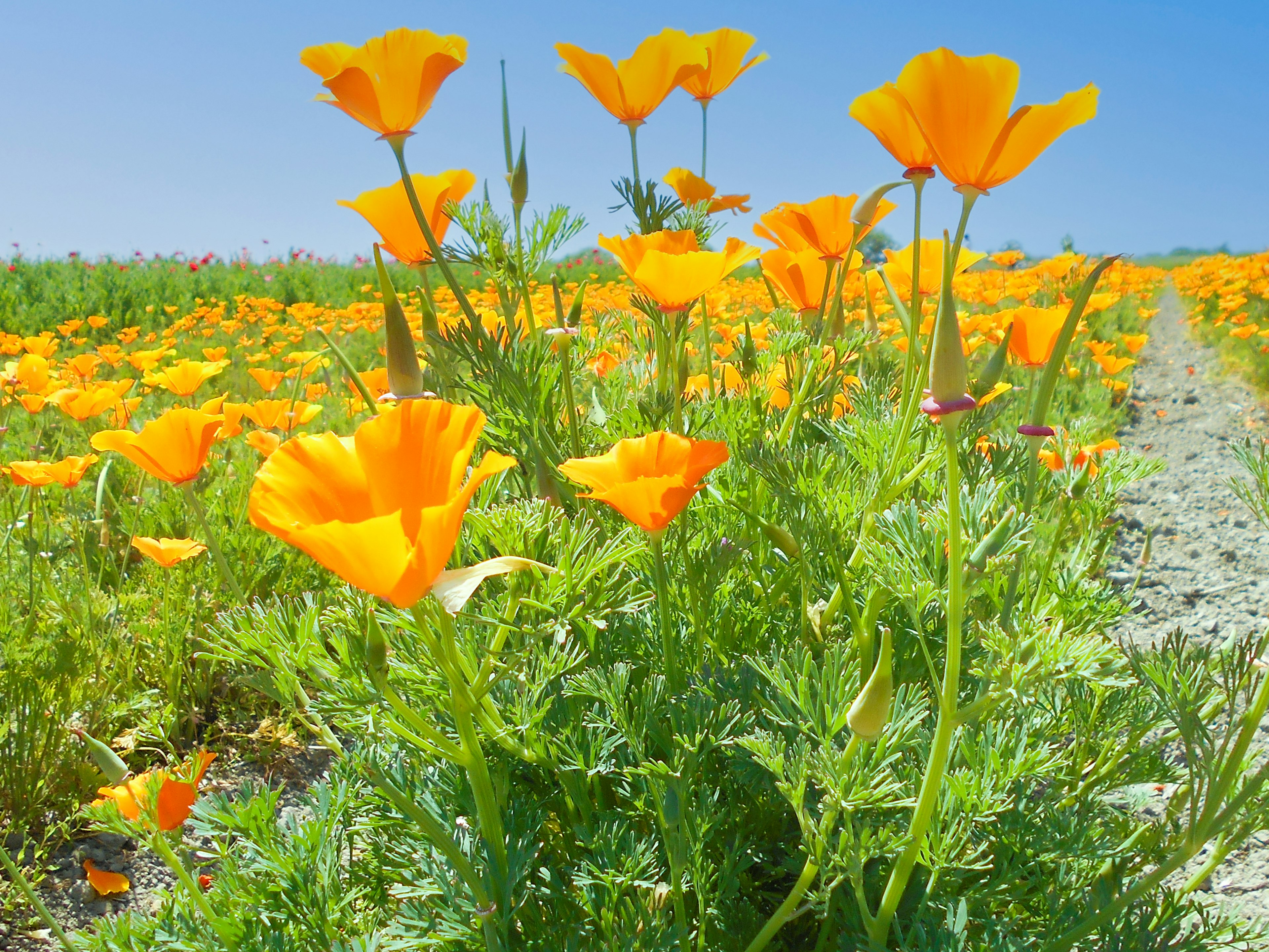 Bunga poppy oranye cerah mekar di ladang bunga yang luas