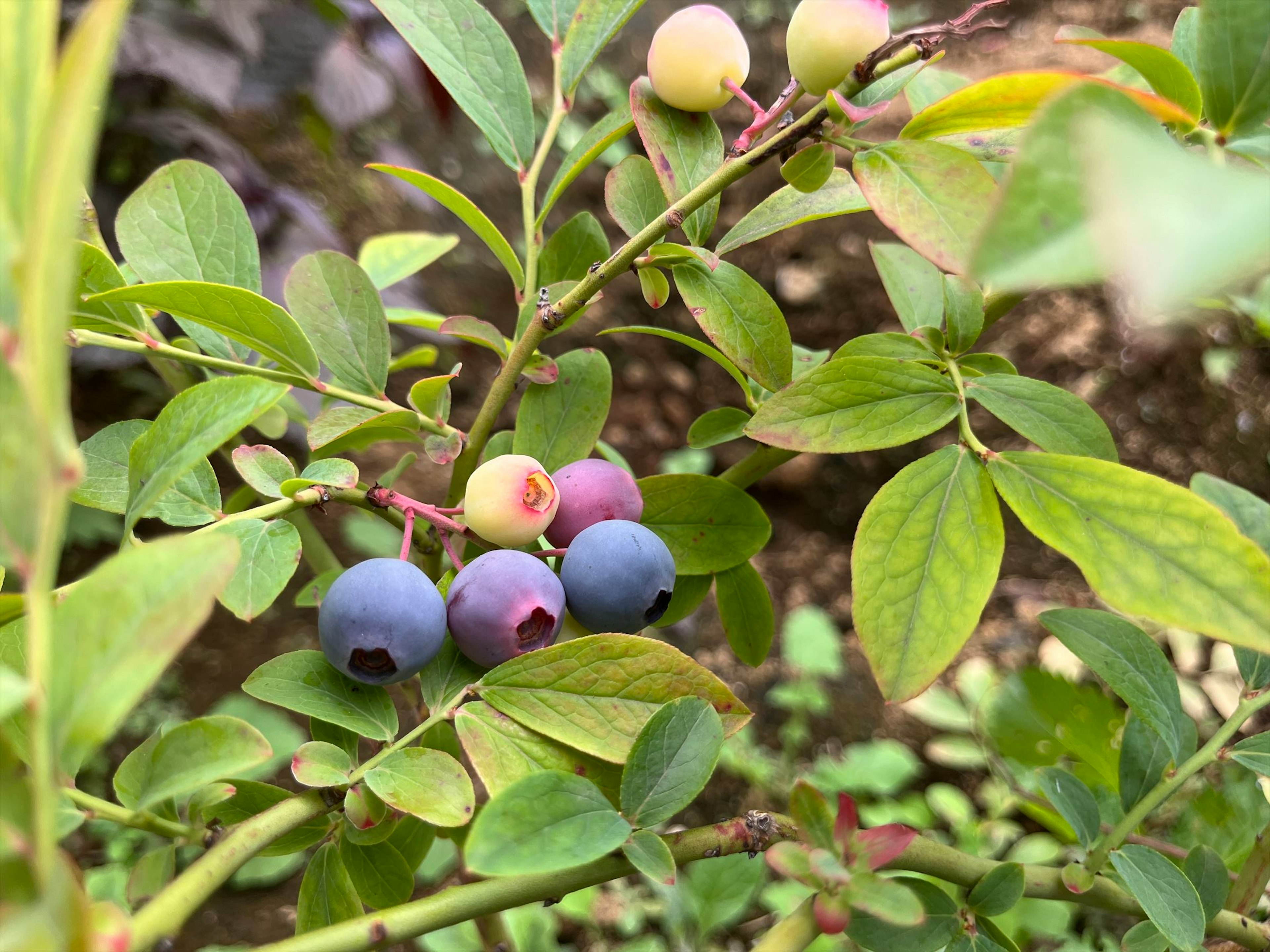 青いブルーベリーと緑の葉が生い茂る枝