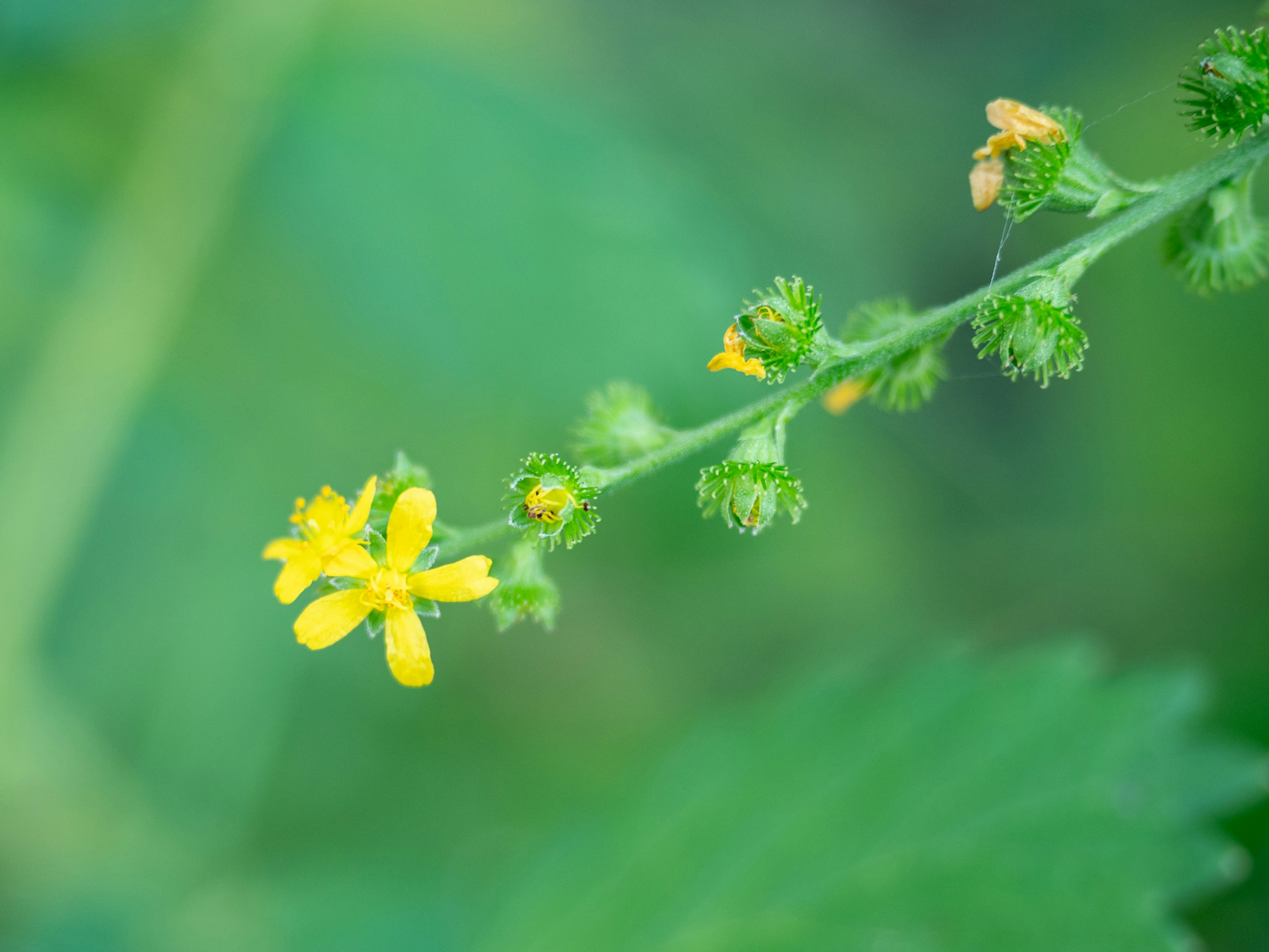 Close-up of a plant with small yellow flowers against a green background