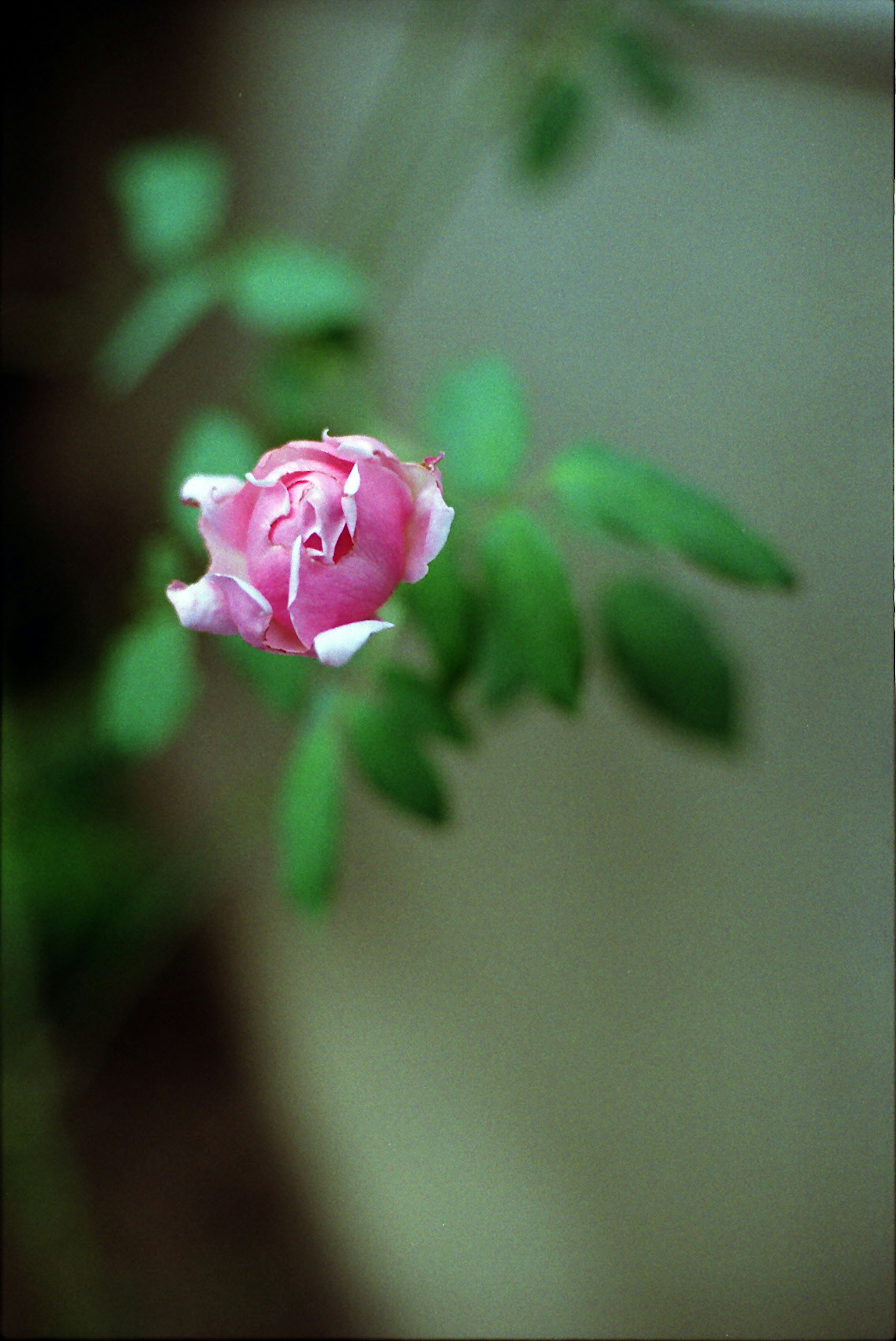 薄いピンクのバラの花が緑の葉の間から咲いている