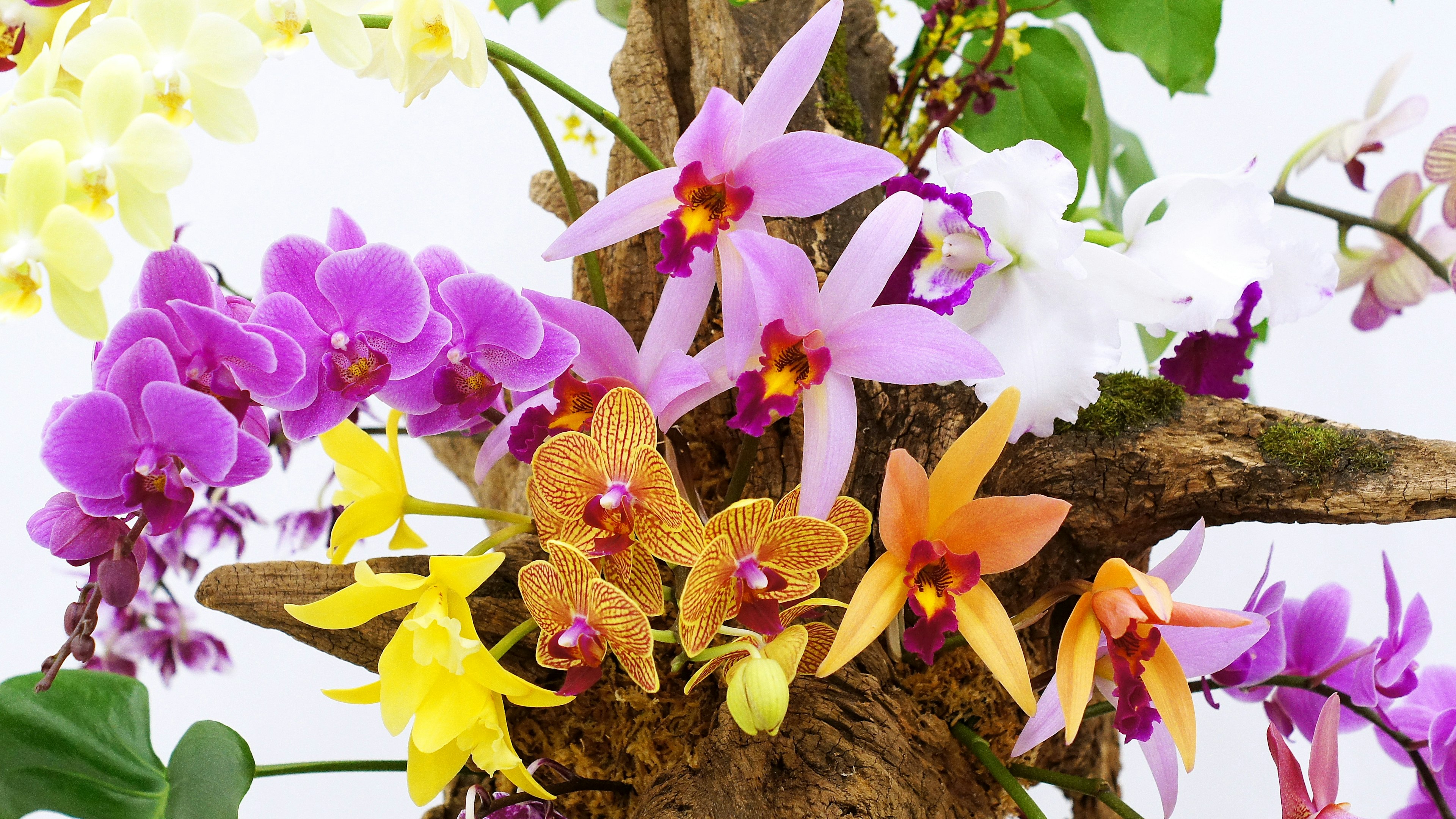 A vibrant display of orchids in various colors blooming on a tree trunk