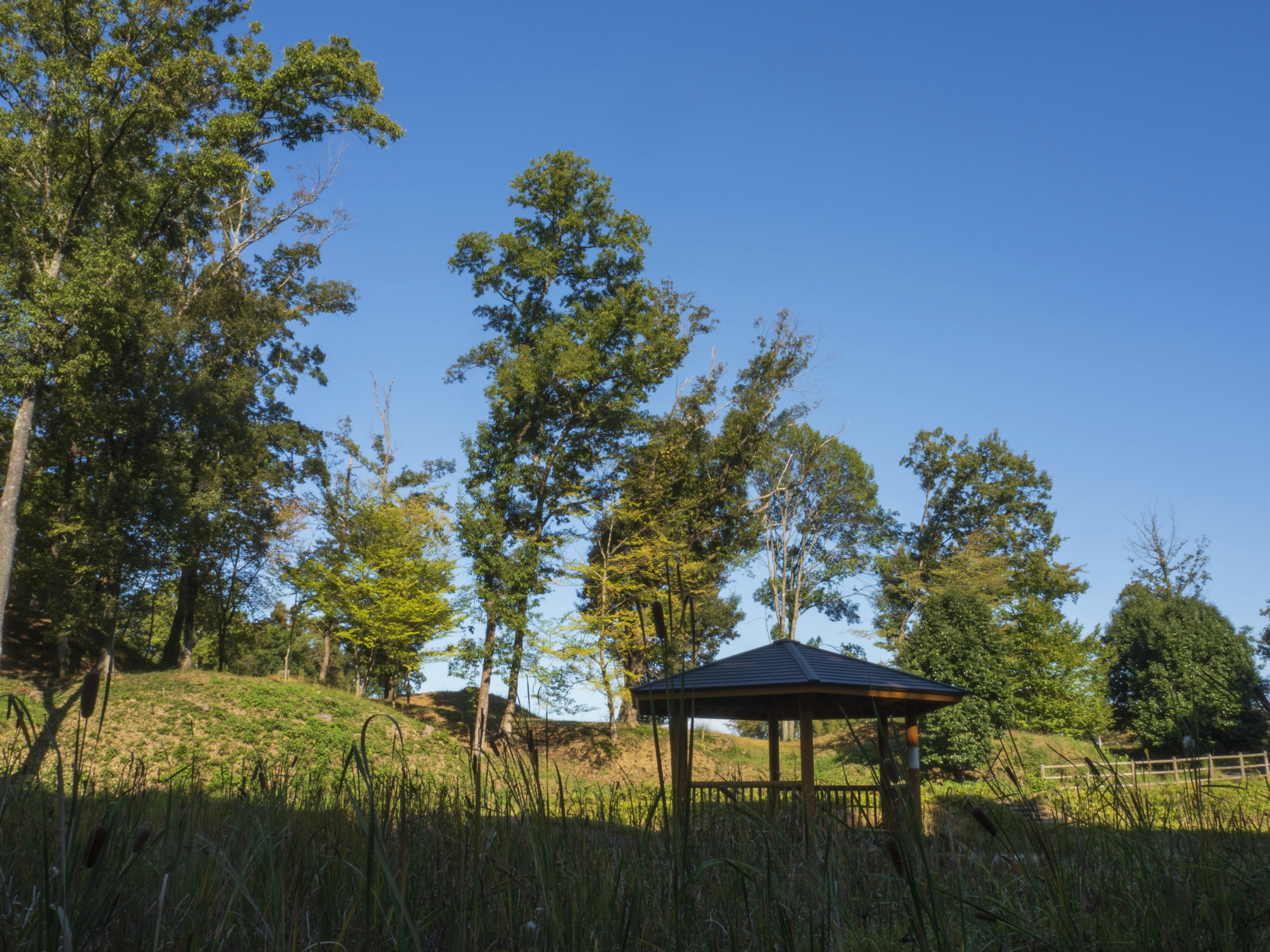 青空の下にある木々と小屋のある風景