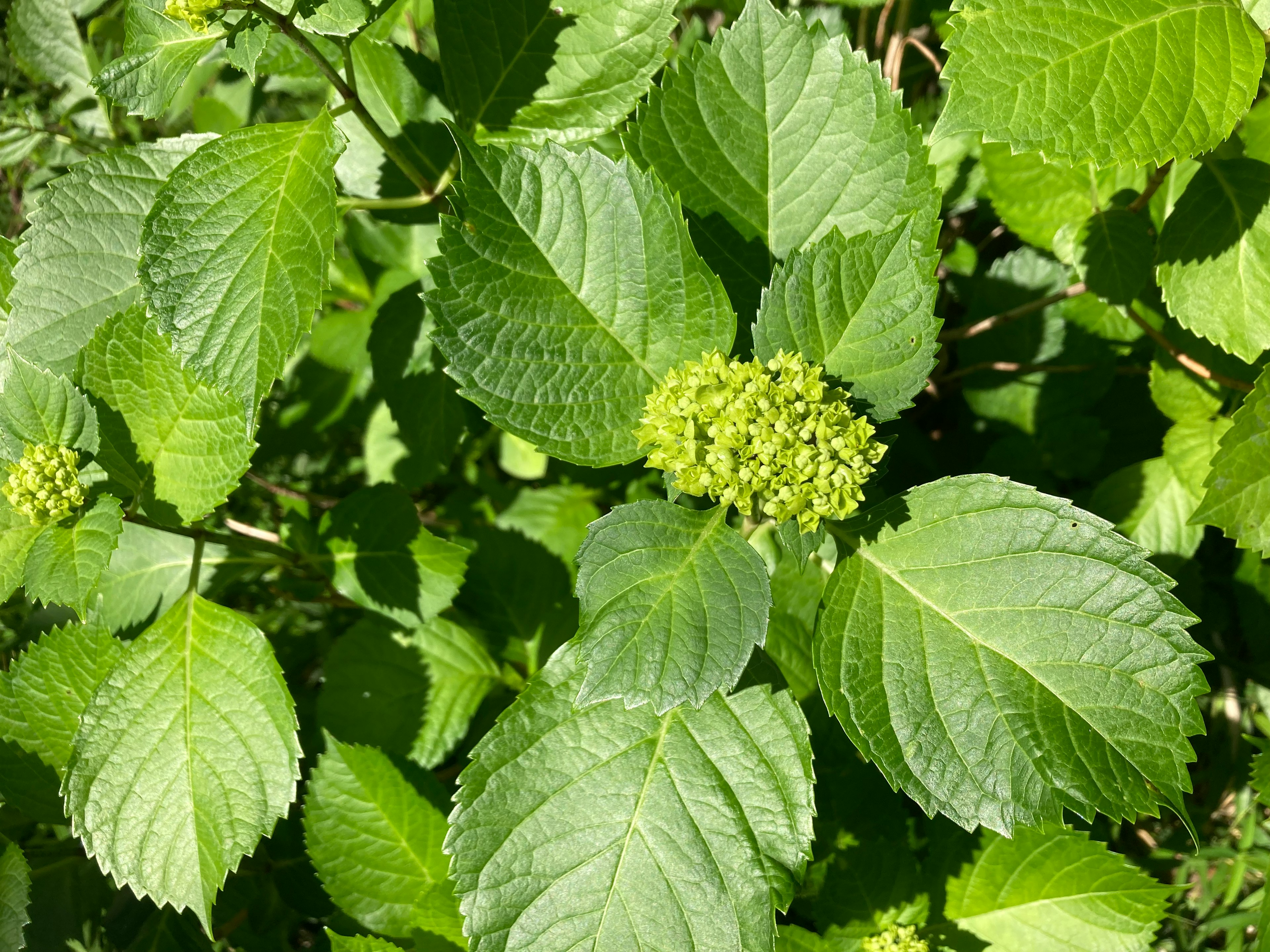 Primo piano di una pianta con foglie verdi e piccoli boccioli di fiori