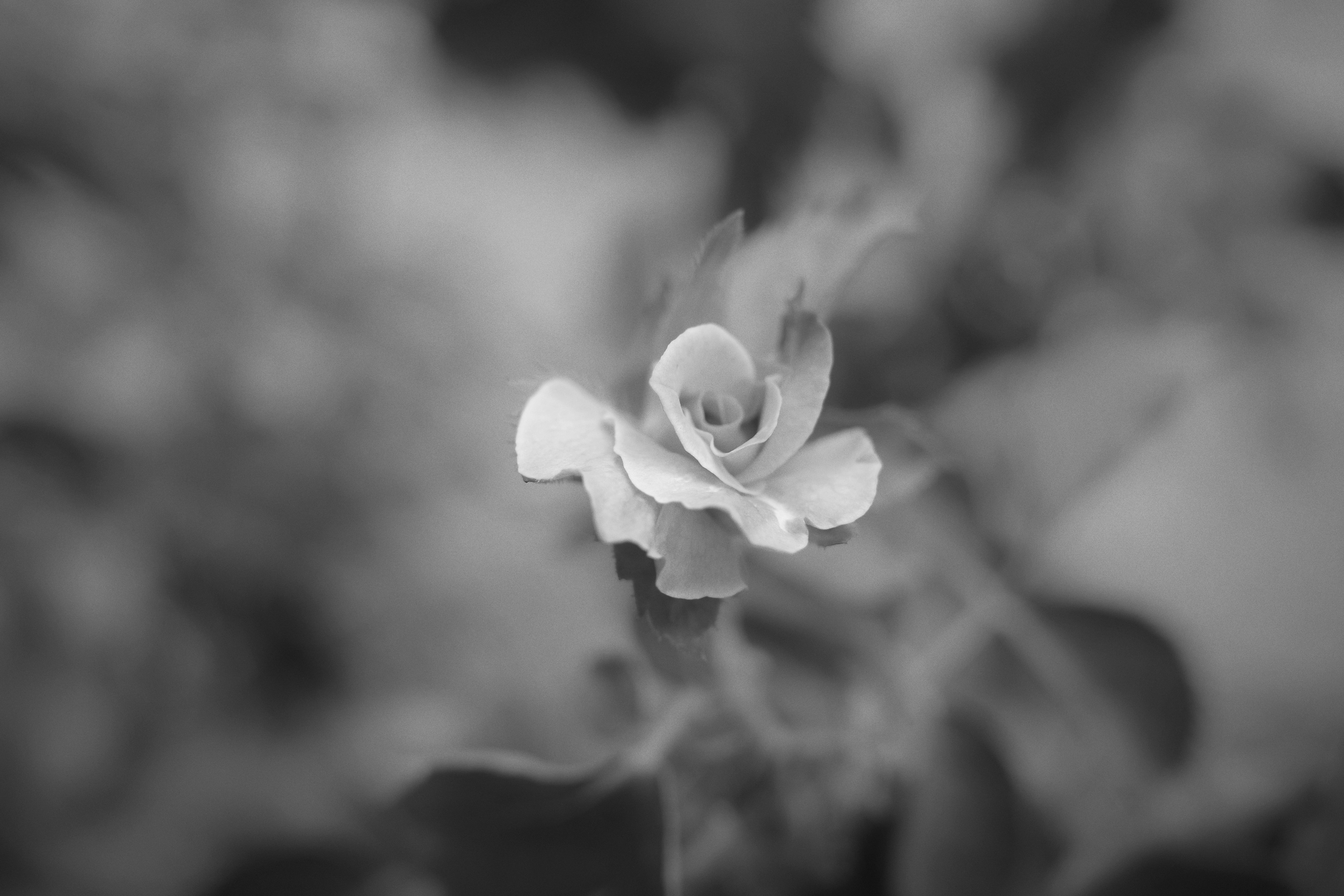 Acercamiento de una flor blanca con un fondo suave desenfocado