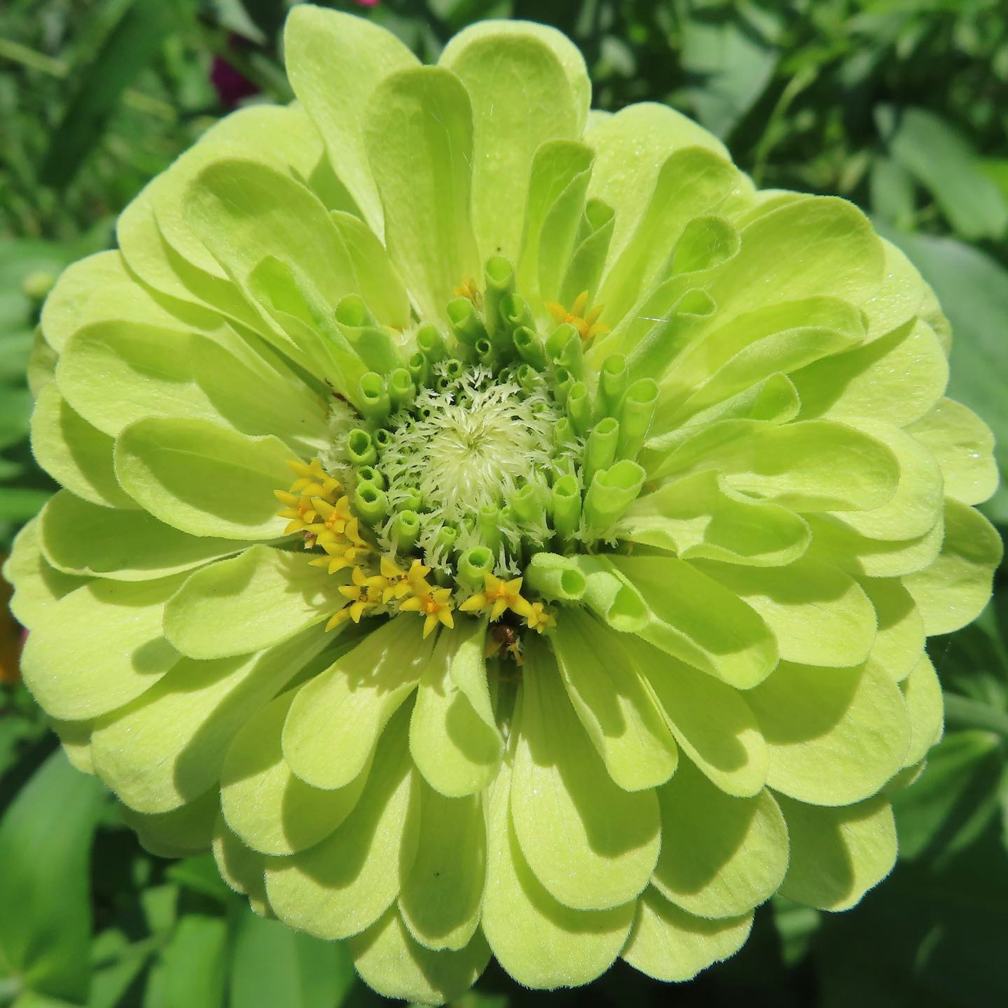 Fiore di zinnia verde vibrante in piena fioritura