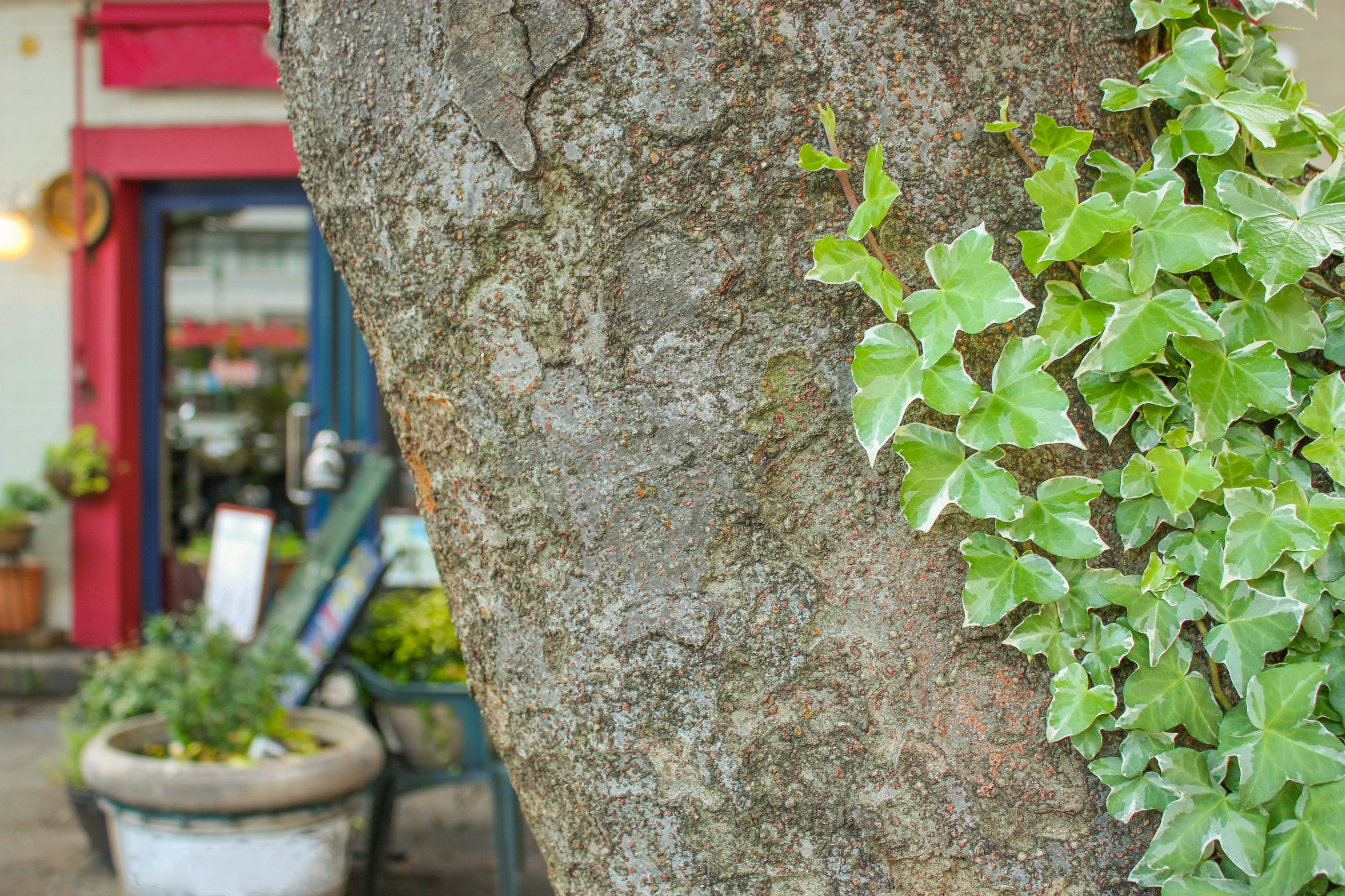 Tree trunk with green ivy in a garden setting