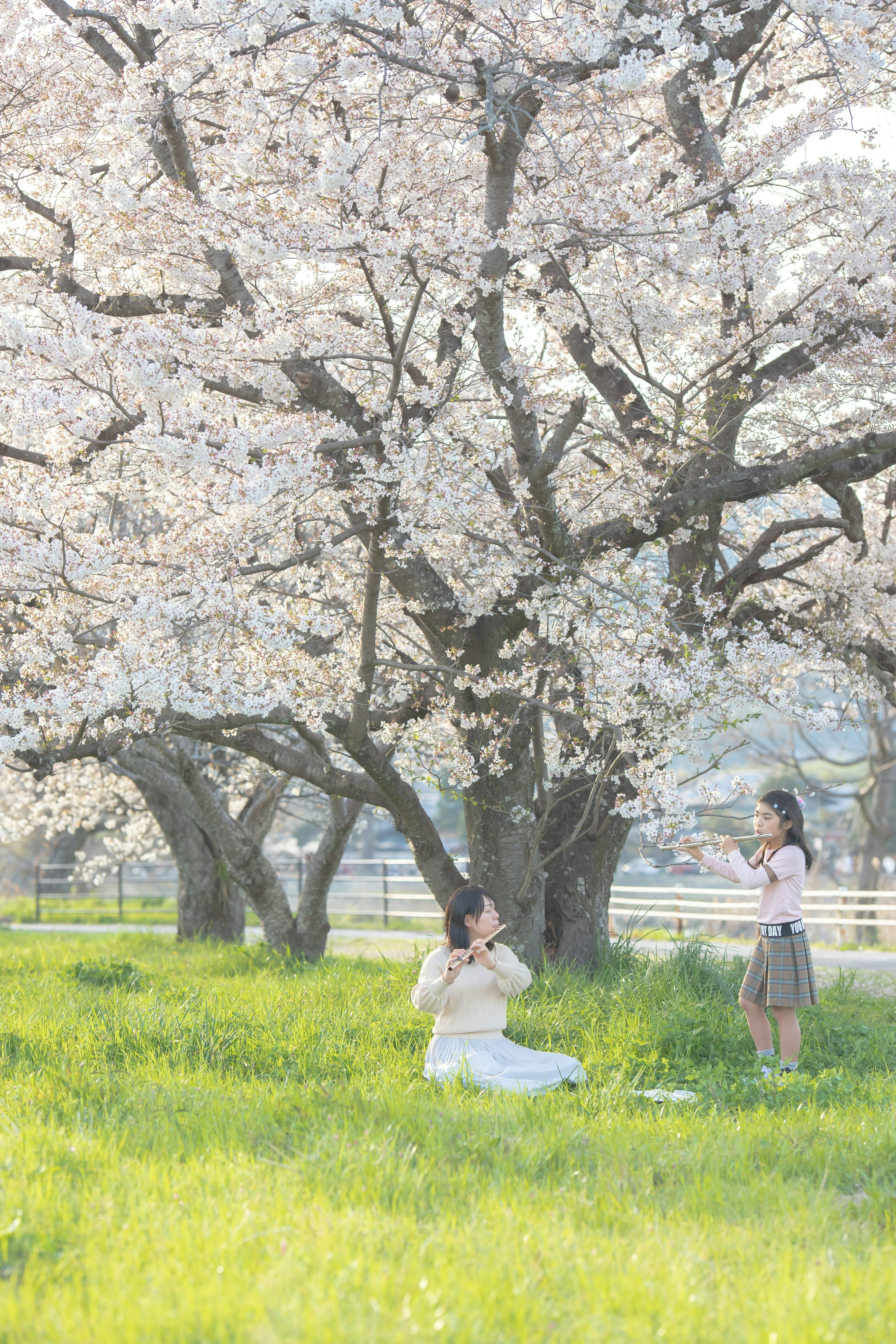 桜の木の下で遊ぶ子供と座っている女性