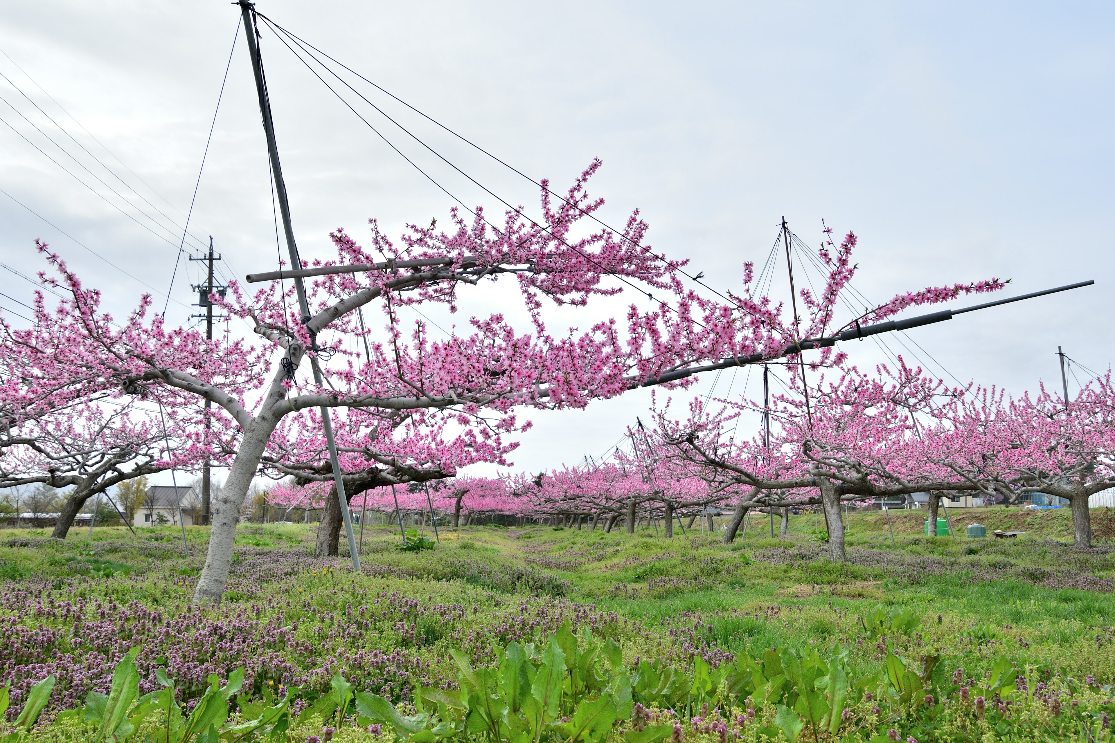 Paesaggio di un frutteto di pesche in fiore